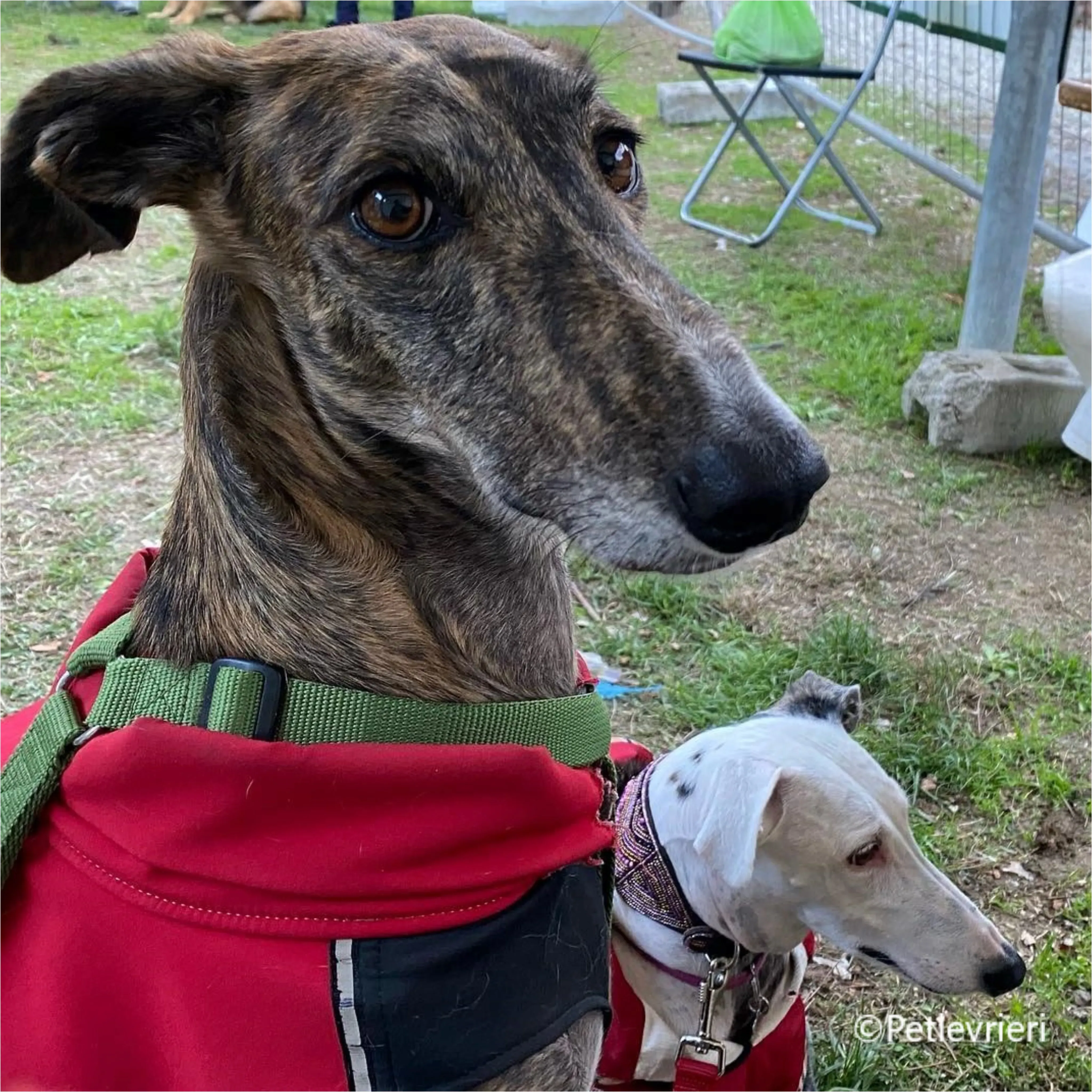 Wonka felici a casa pet levrieri 33