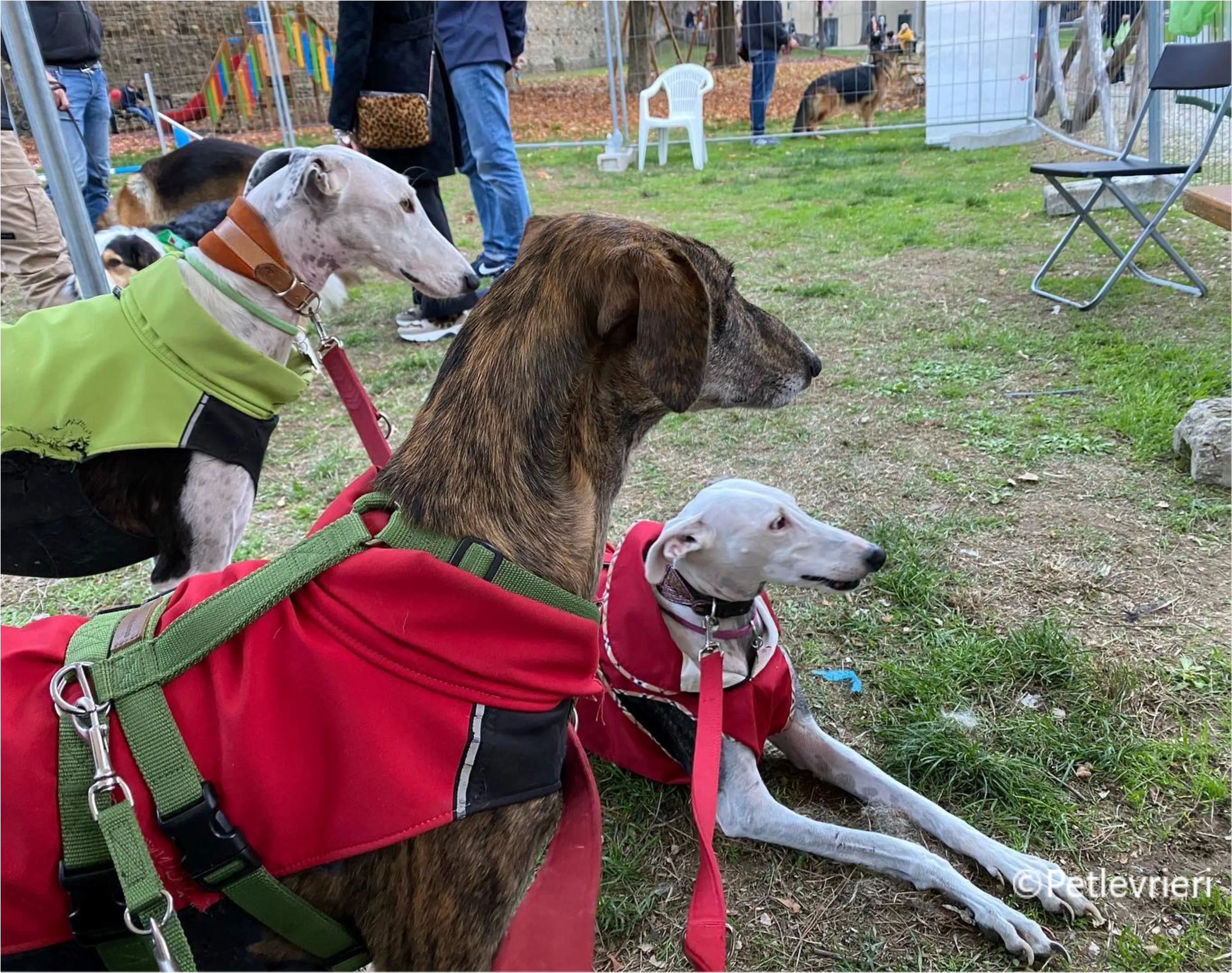 Wonka felici a casa pet levrieri 34