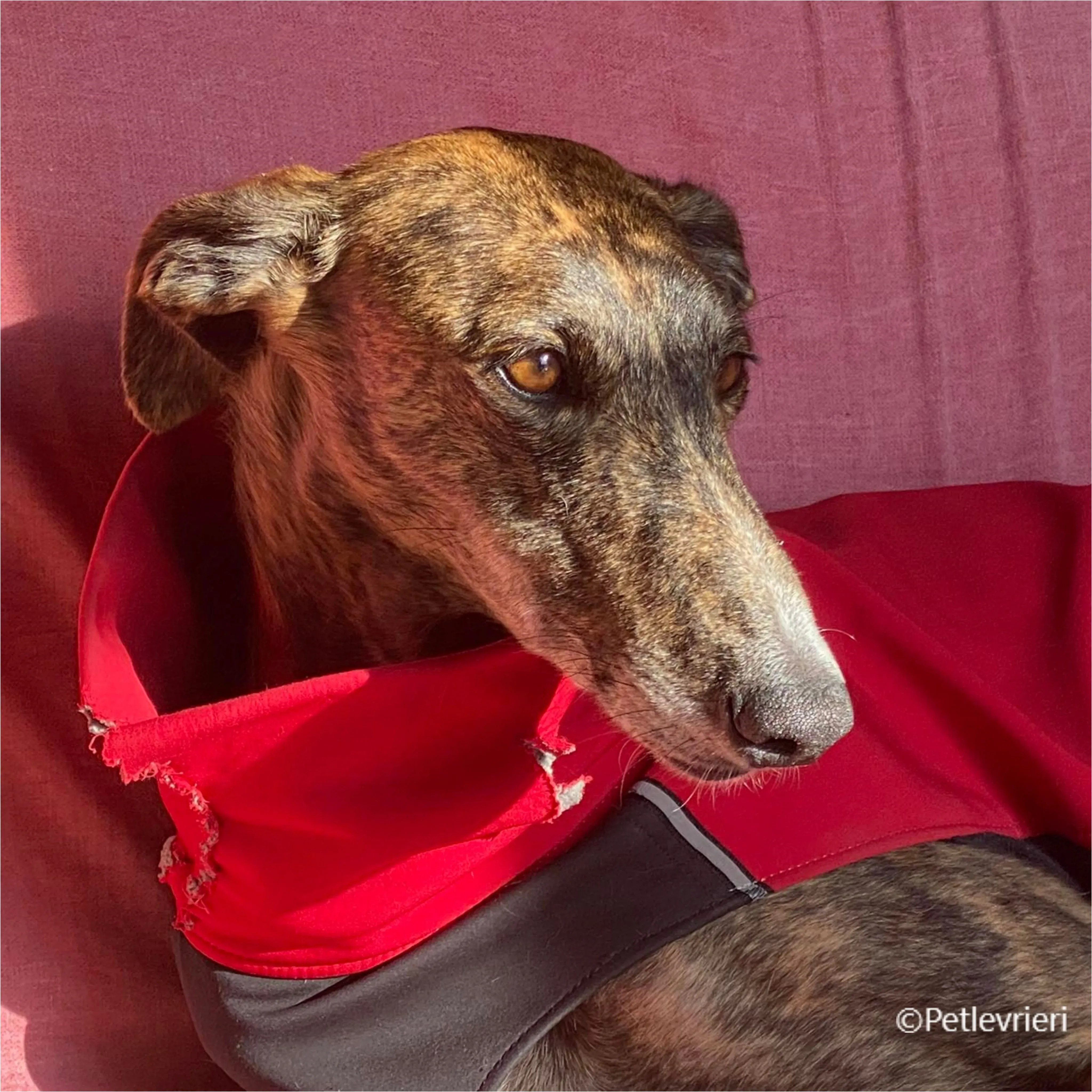 Wonka felici a casa pet levrieri 35