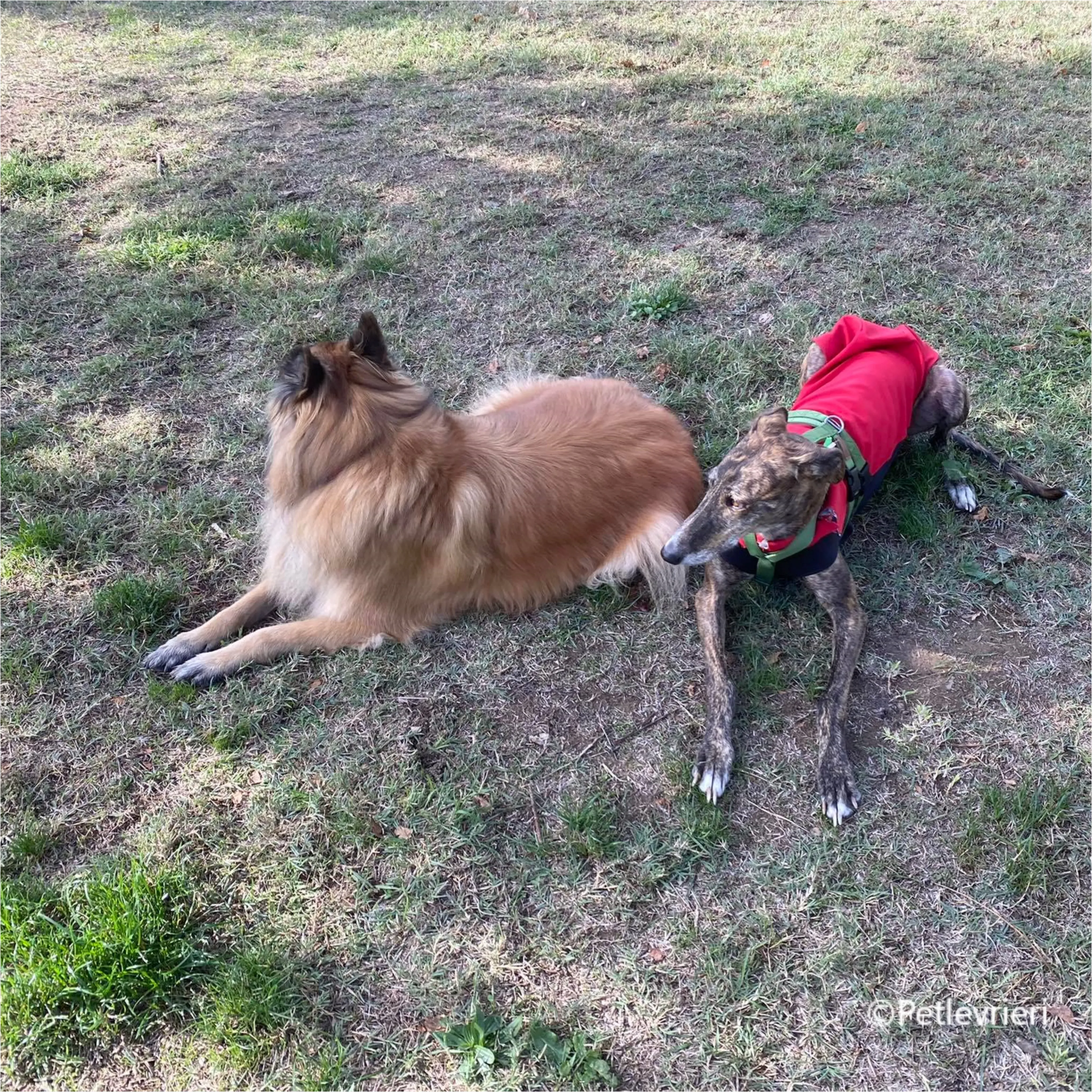 Wonka felici a casa pet levrieri 36