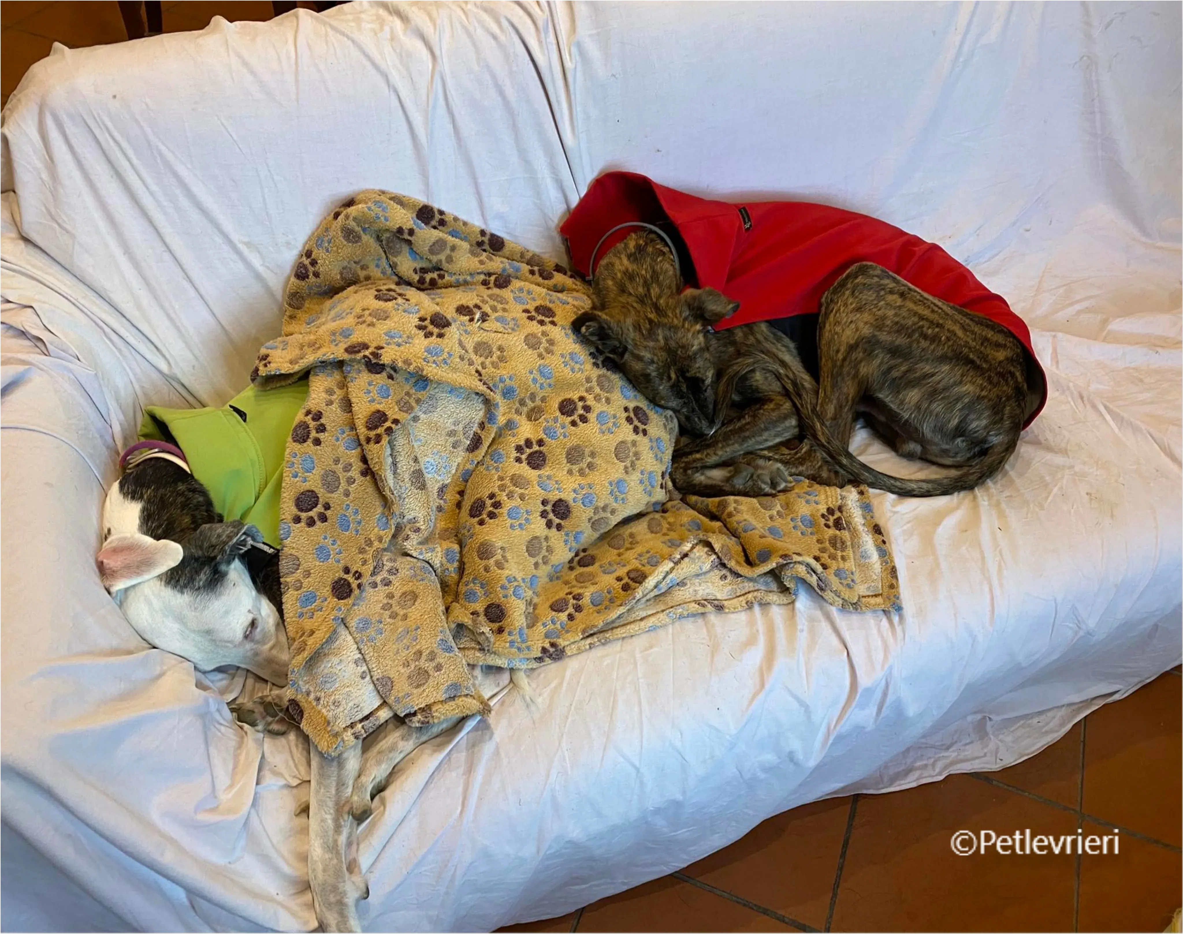 Wonka felici a casa pet levrieri 37