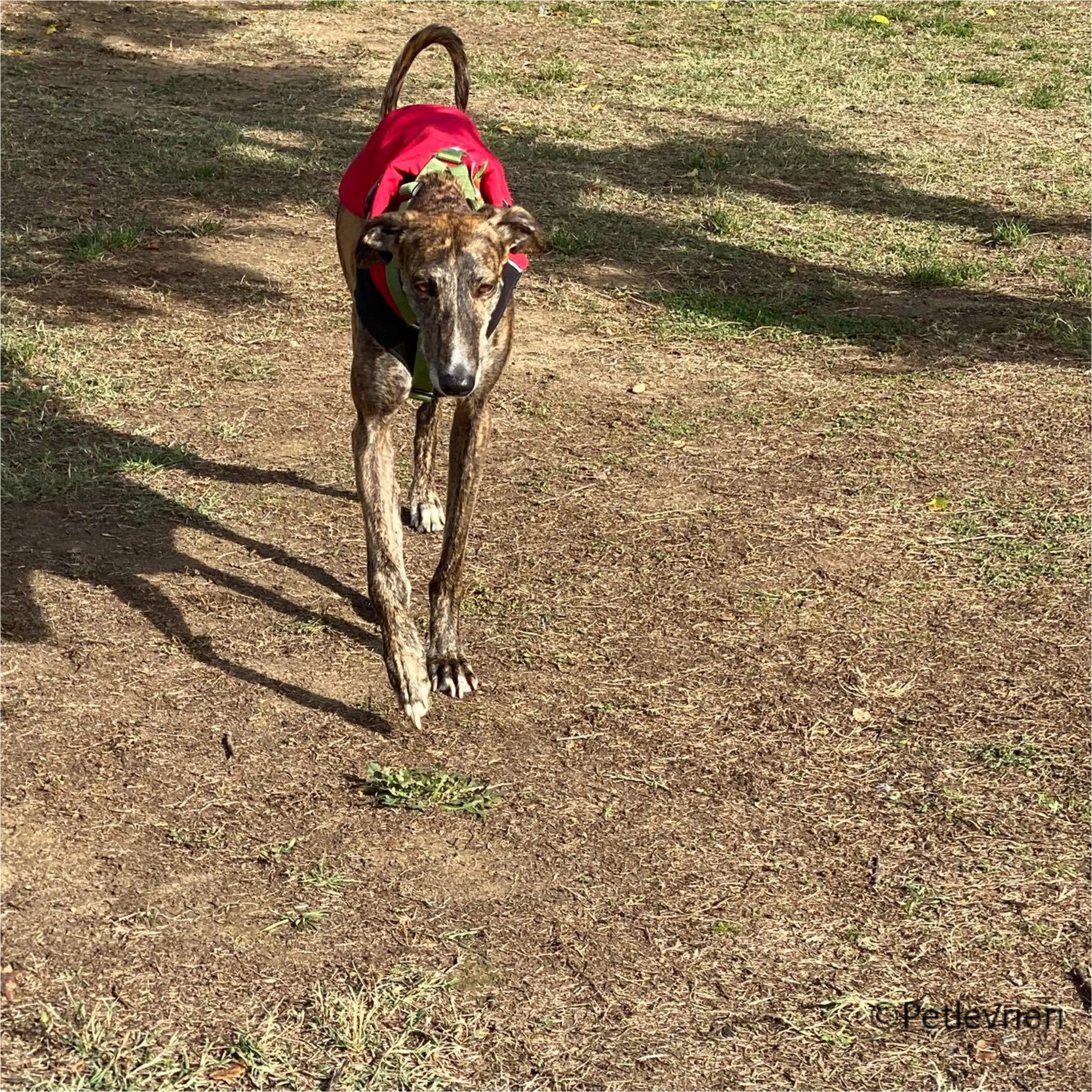 Wonka felici a casa pet levrieri 38
