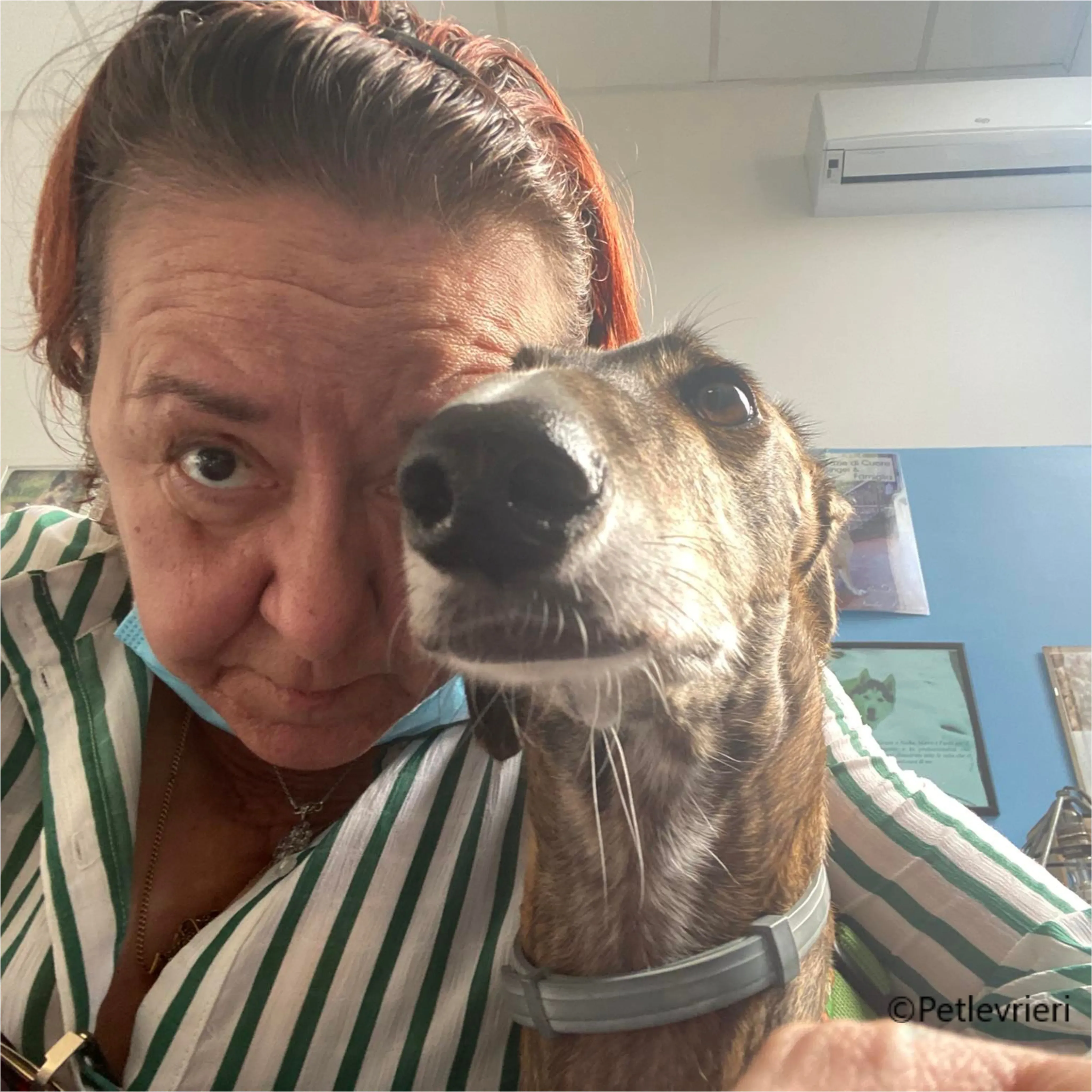 Wonka felici a casa pet levrieri 39