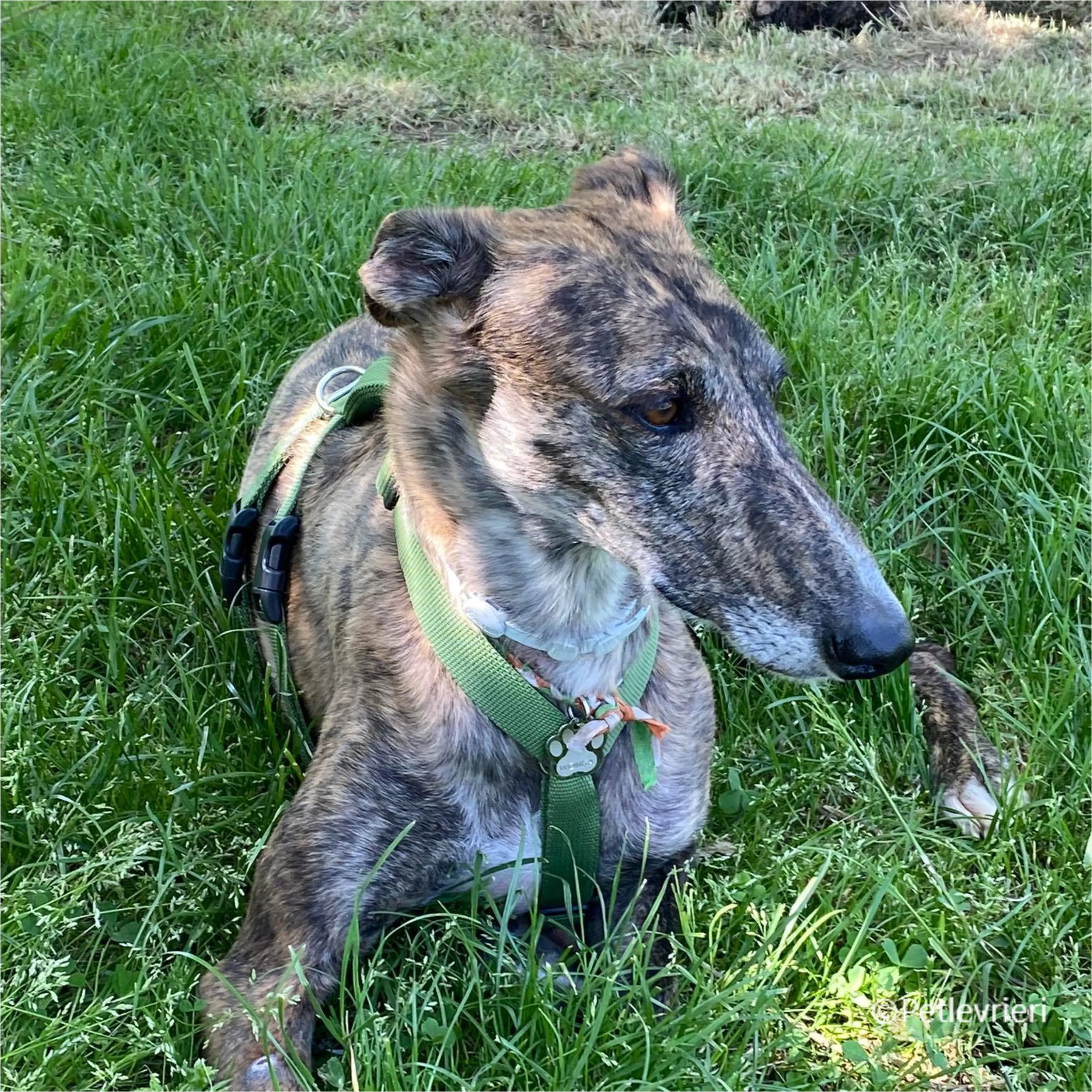 Wonka felici a casa pet levrieri 4