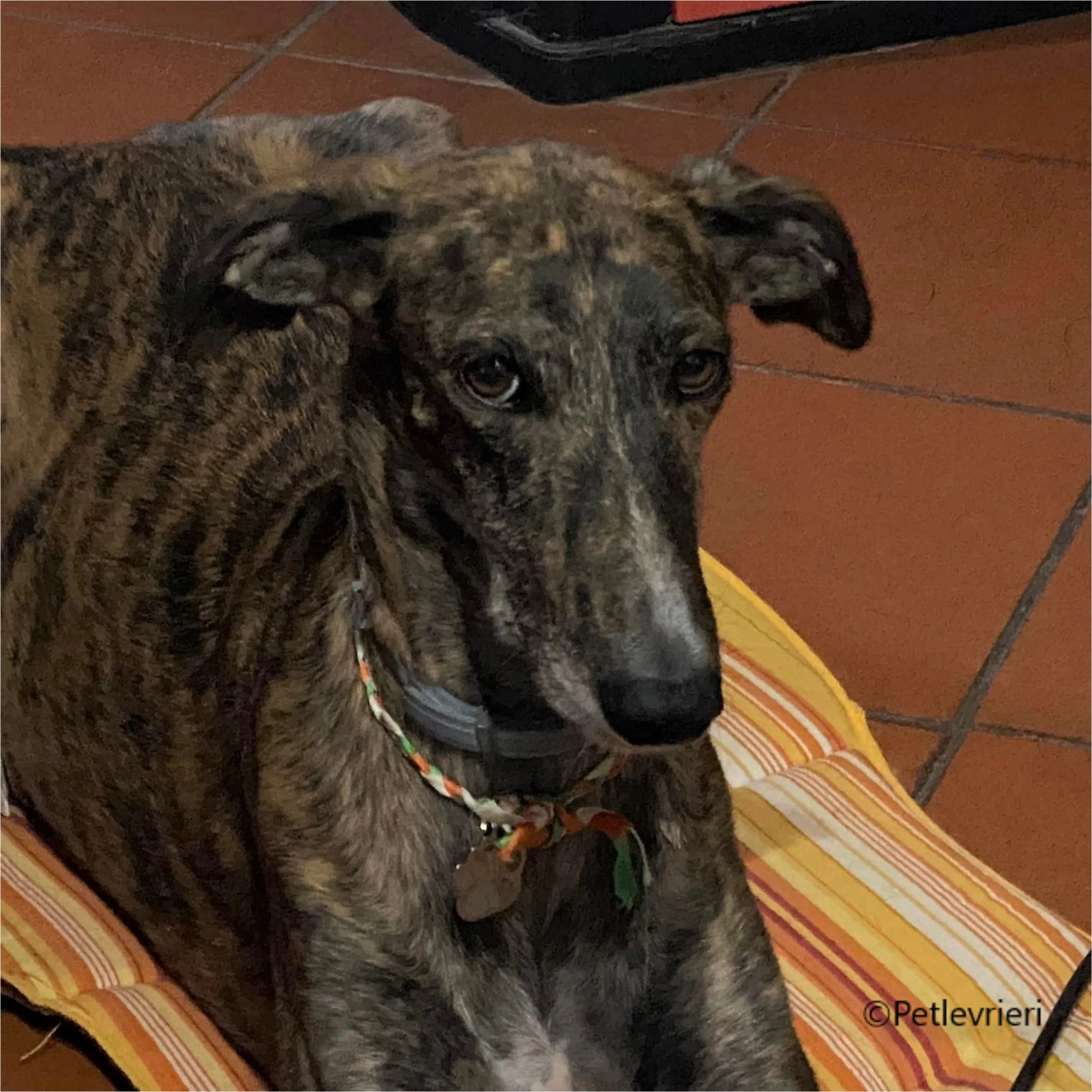 Wonka felici a casa pet levrieri 40