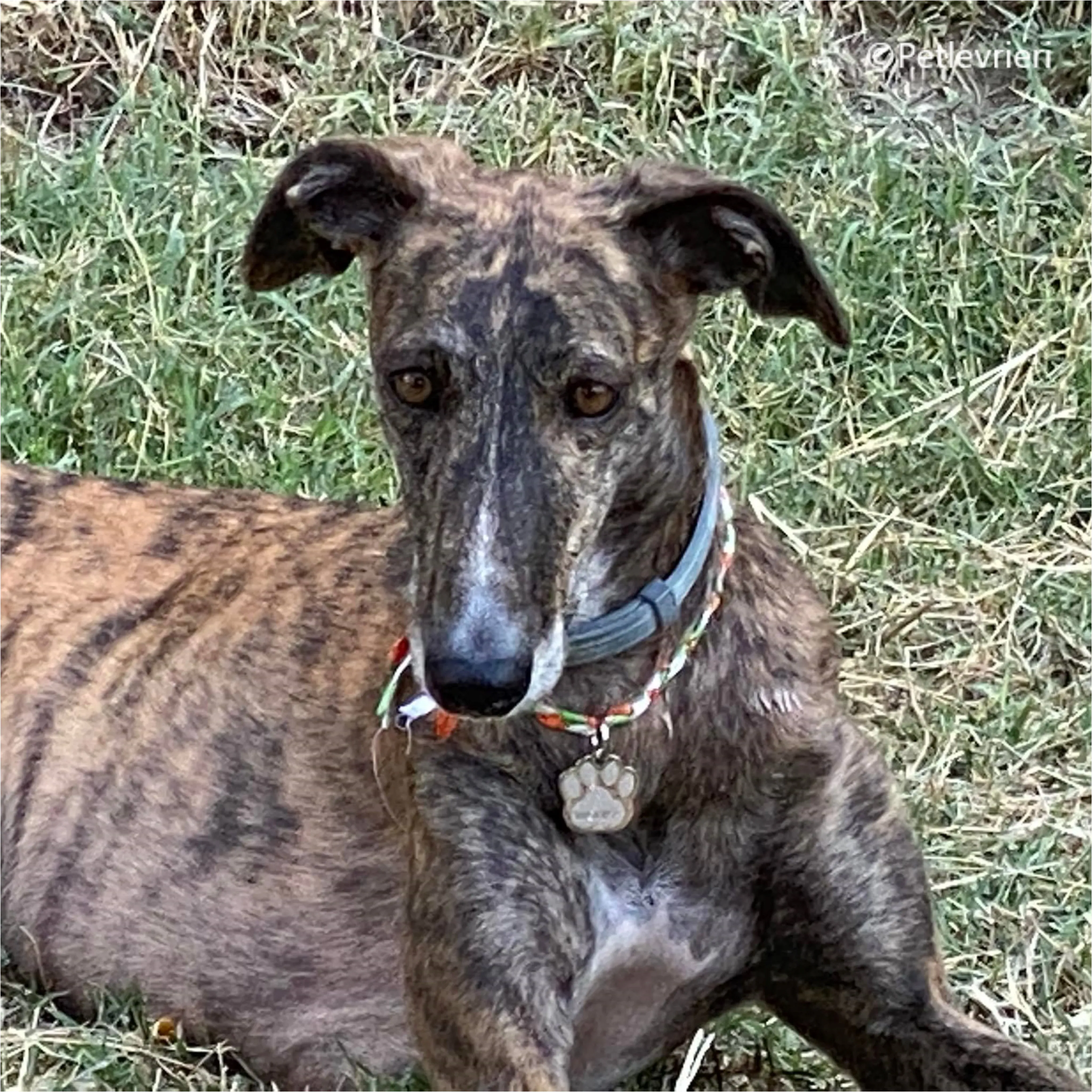 Wonka felici a casa pet levrieri 41