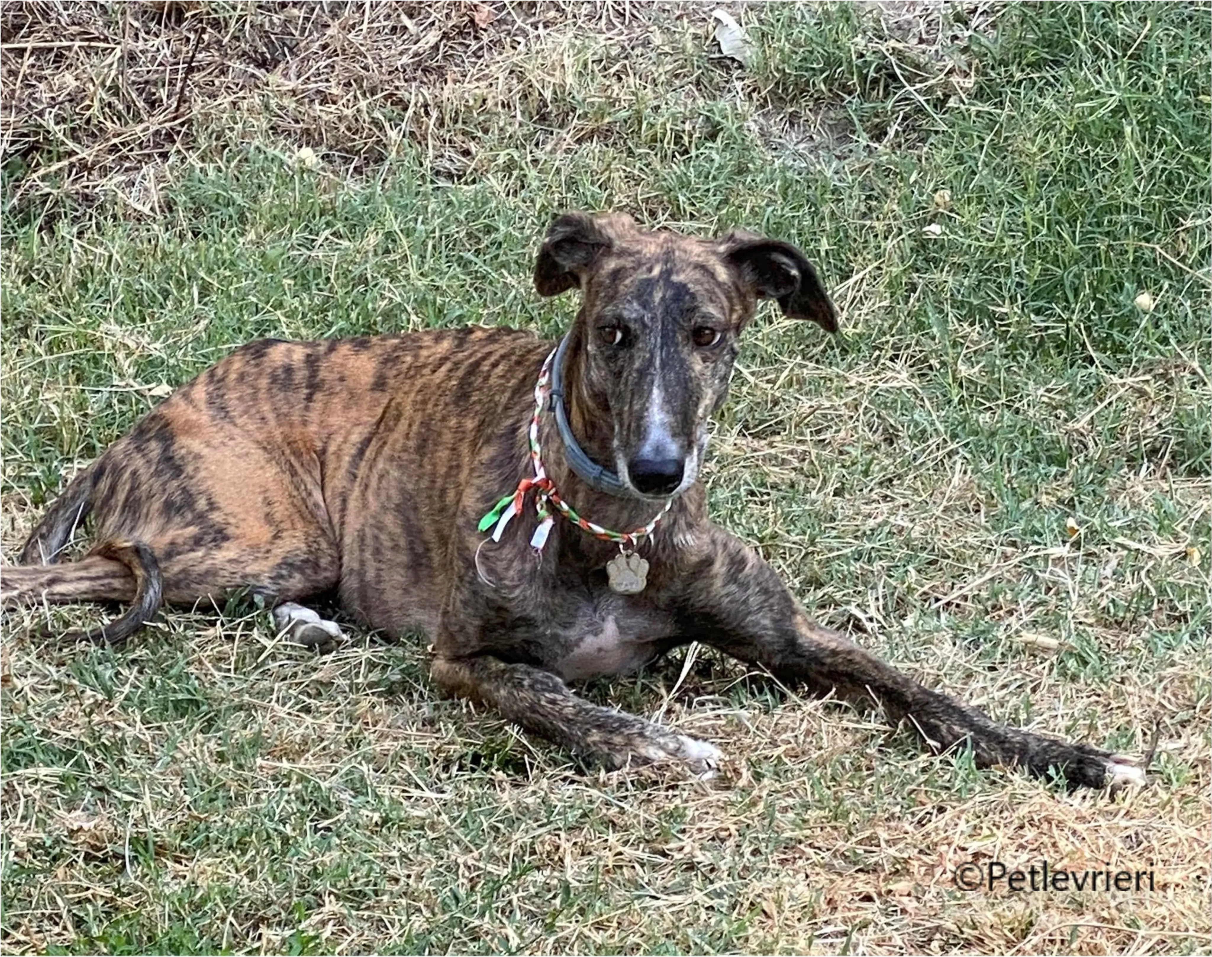 Wonka felici a casa pet levrieri 42