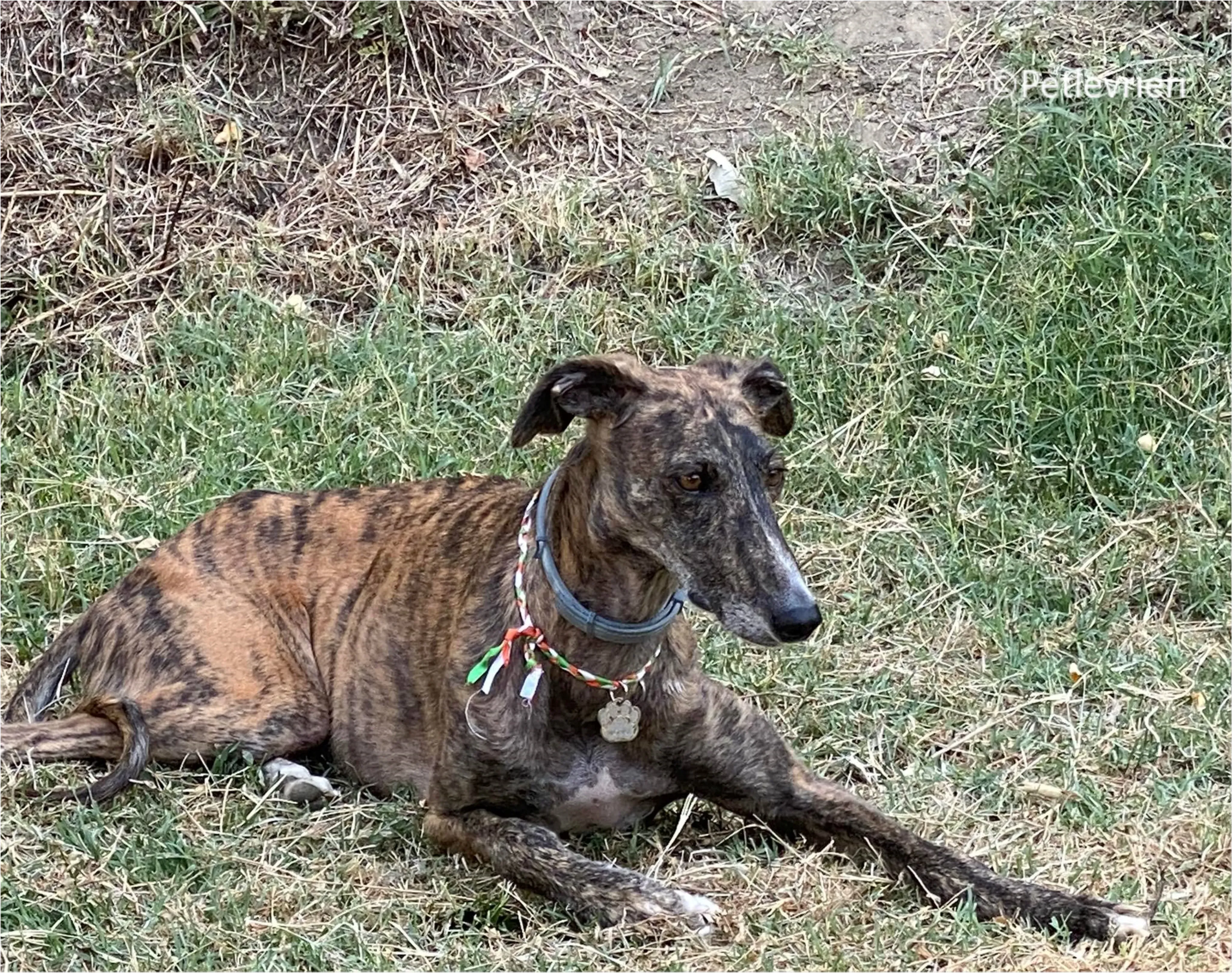 Wonka felici a casa pet levrieri 43