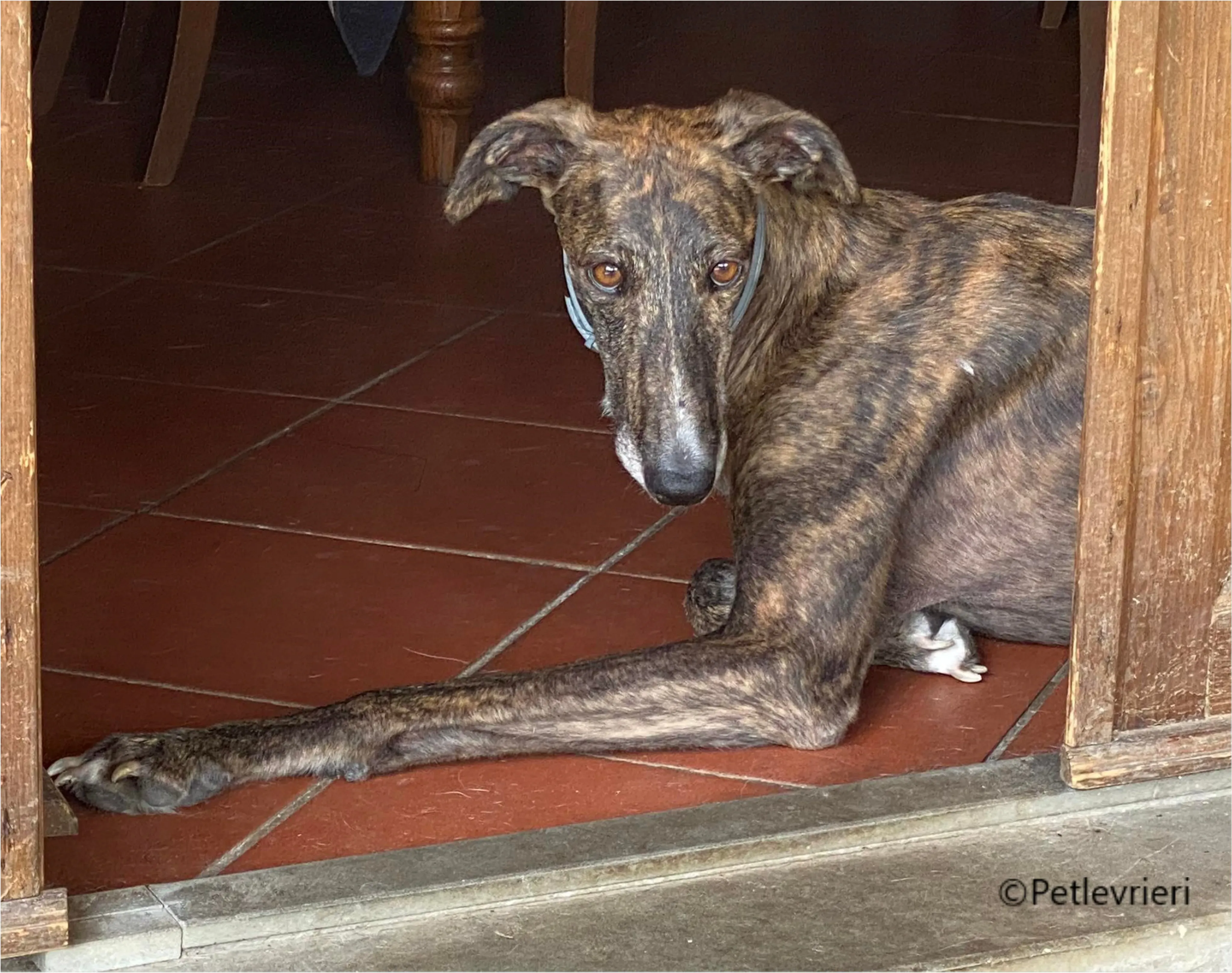 Wonka felici a casa pet levrieri 44 1