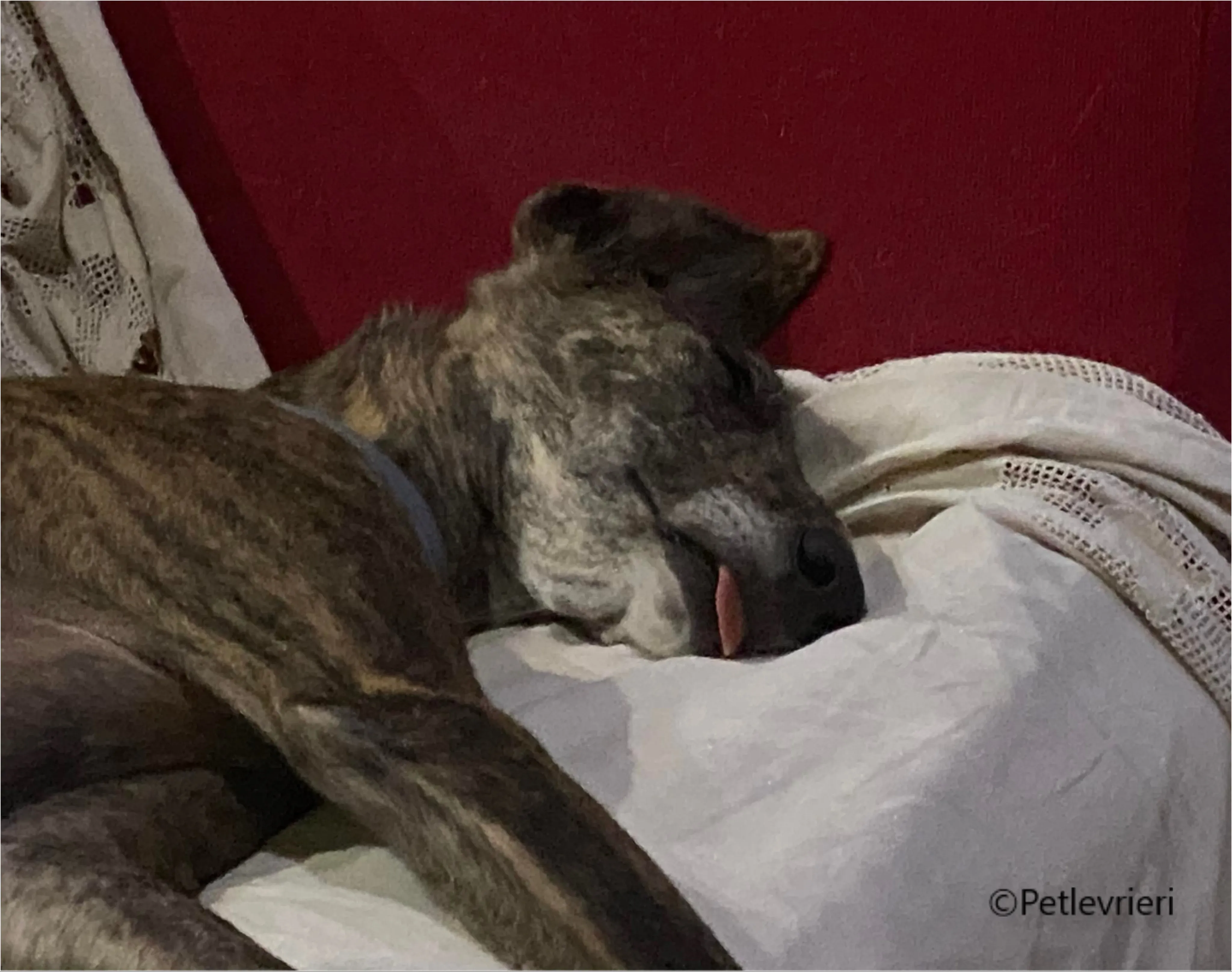 Wonka felici a casa pet levrieri 45