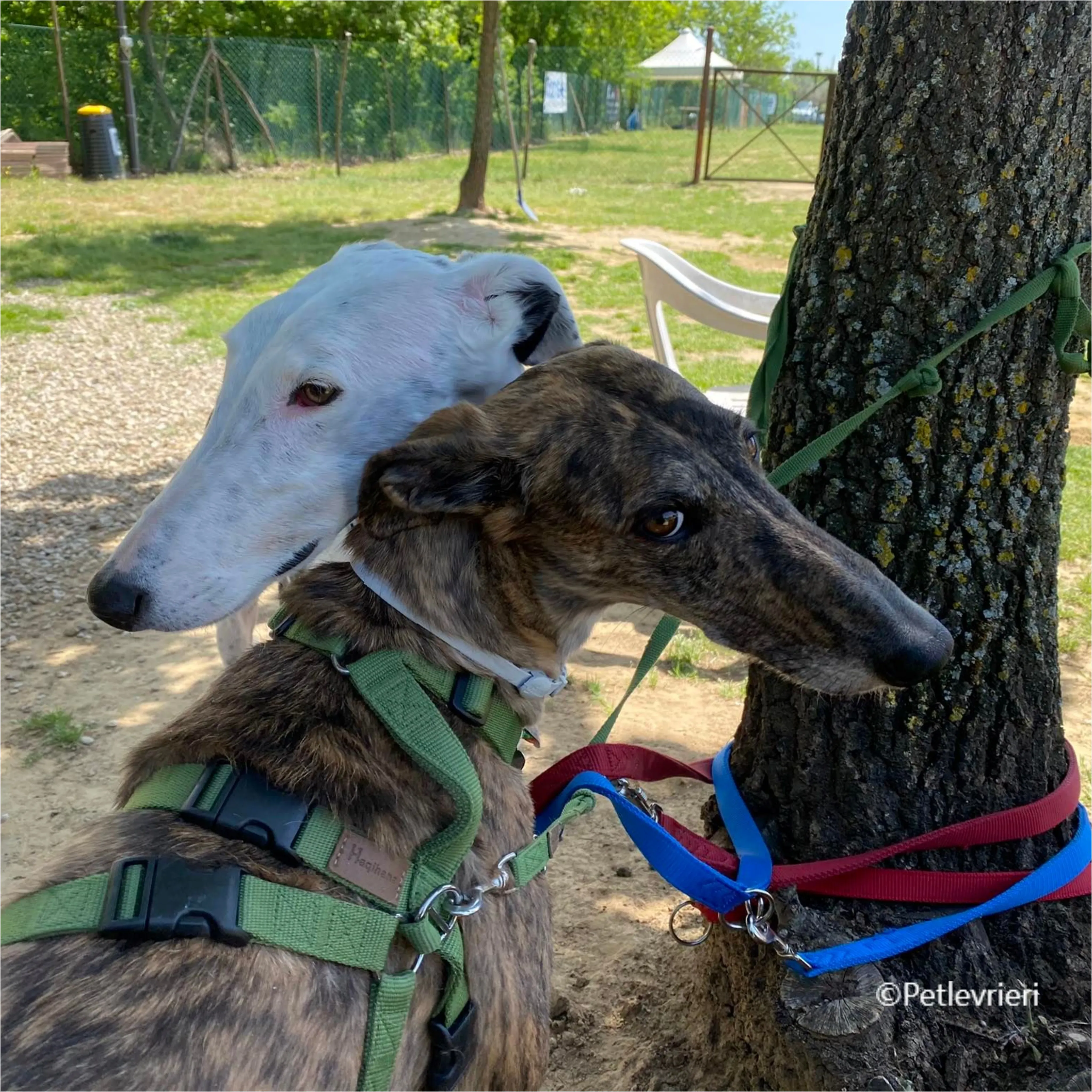 Wonka felici a casa pet levrieri 5