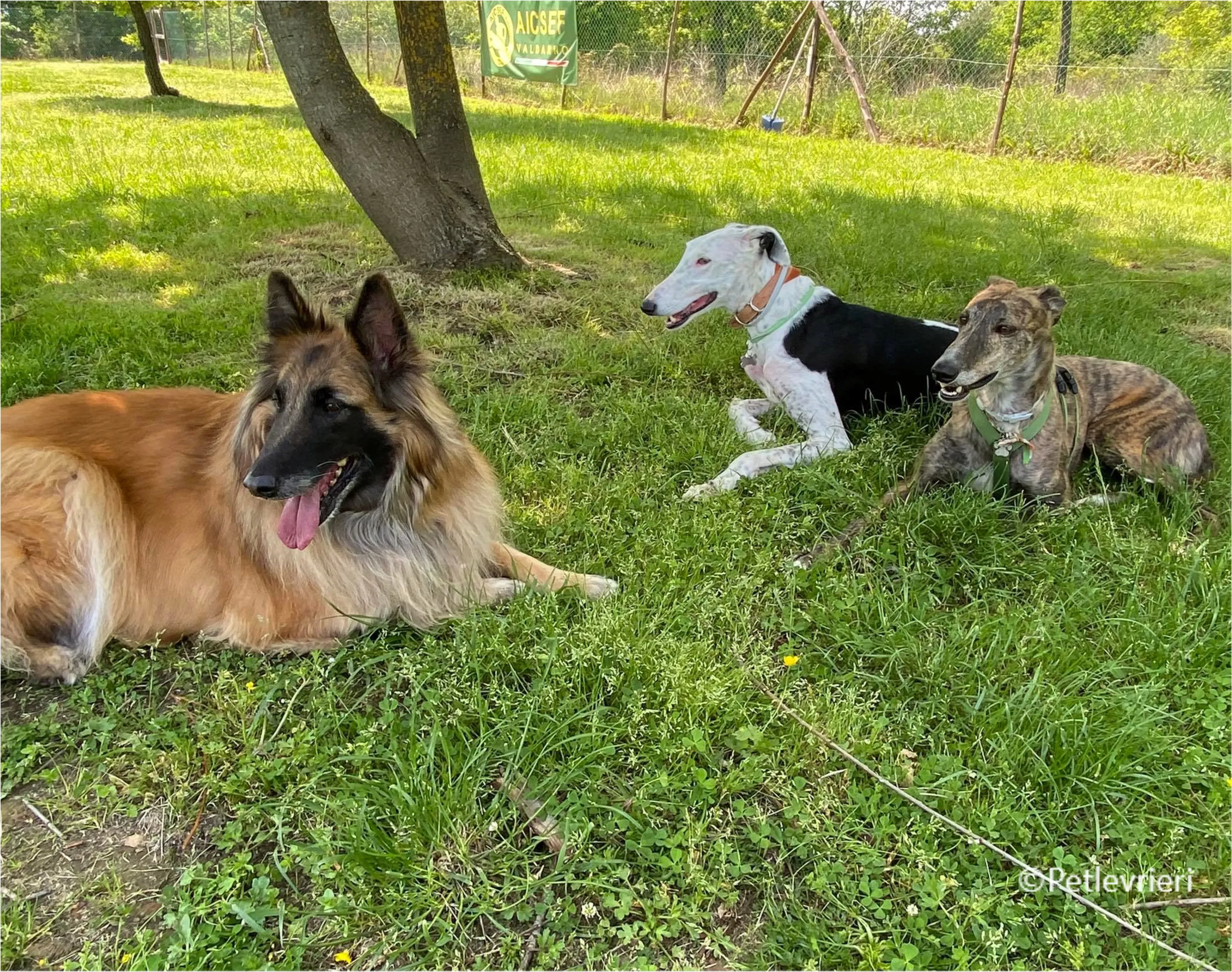 Wonka felici a casa pet levrieri 6
