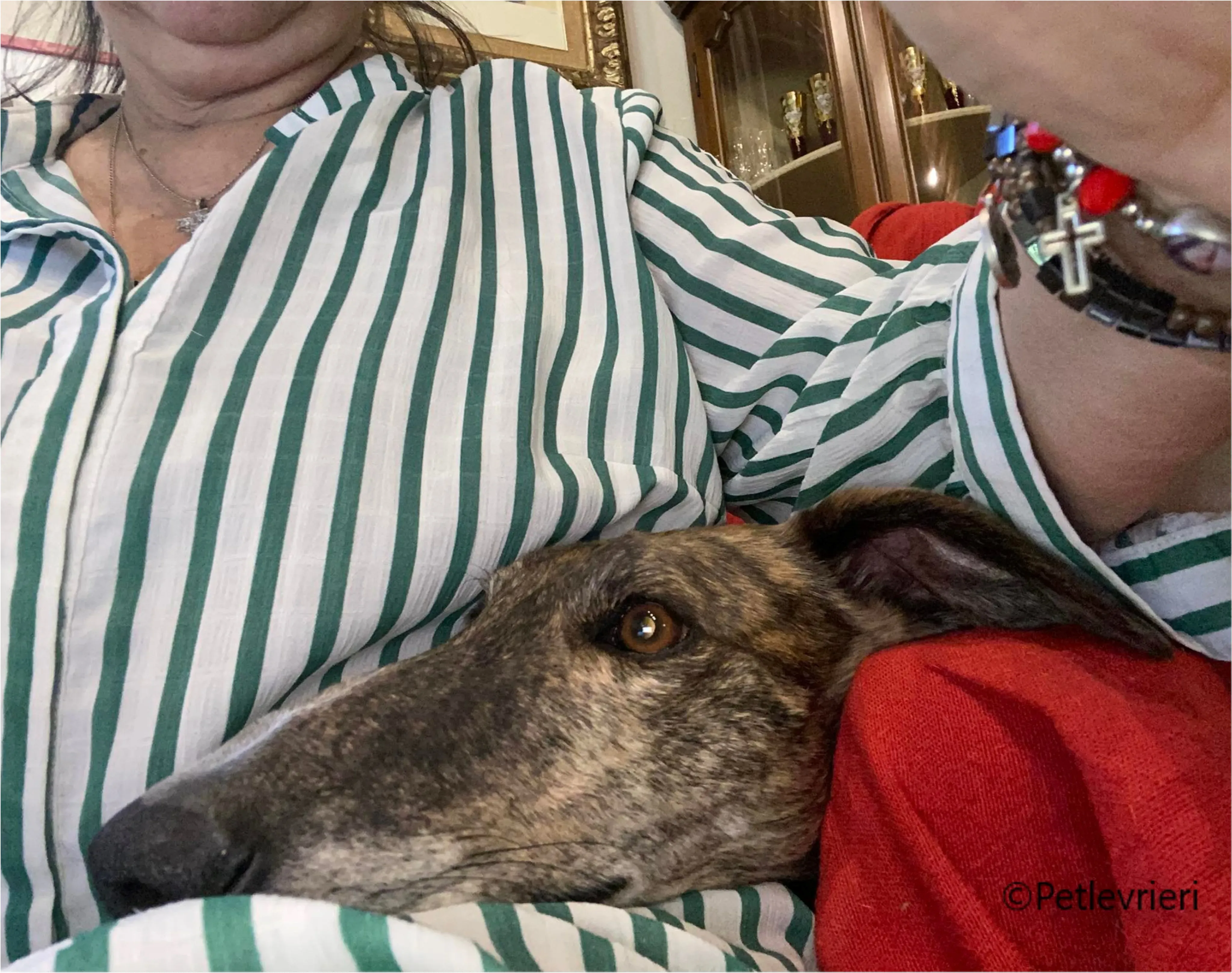 Wonka felici a casa pet levrieri 7