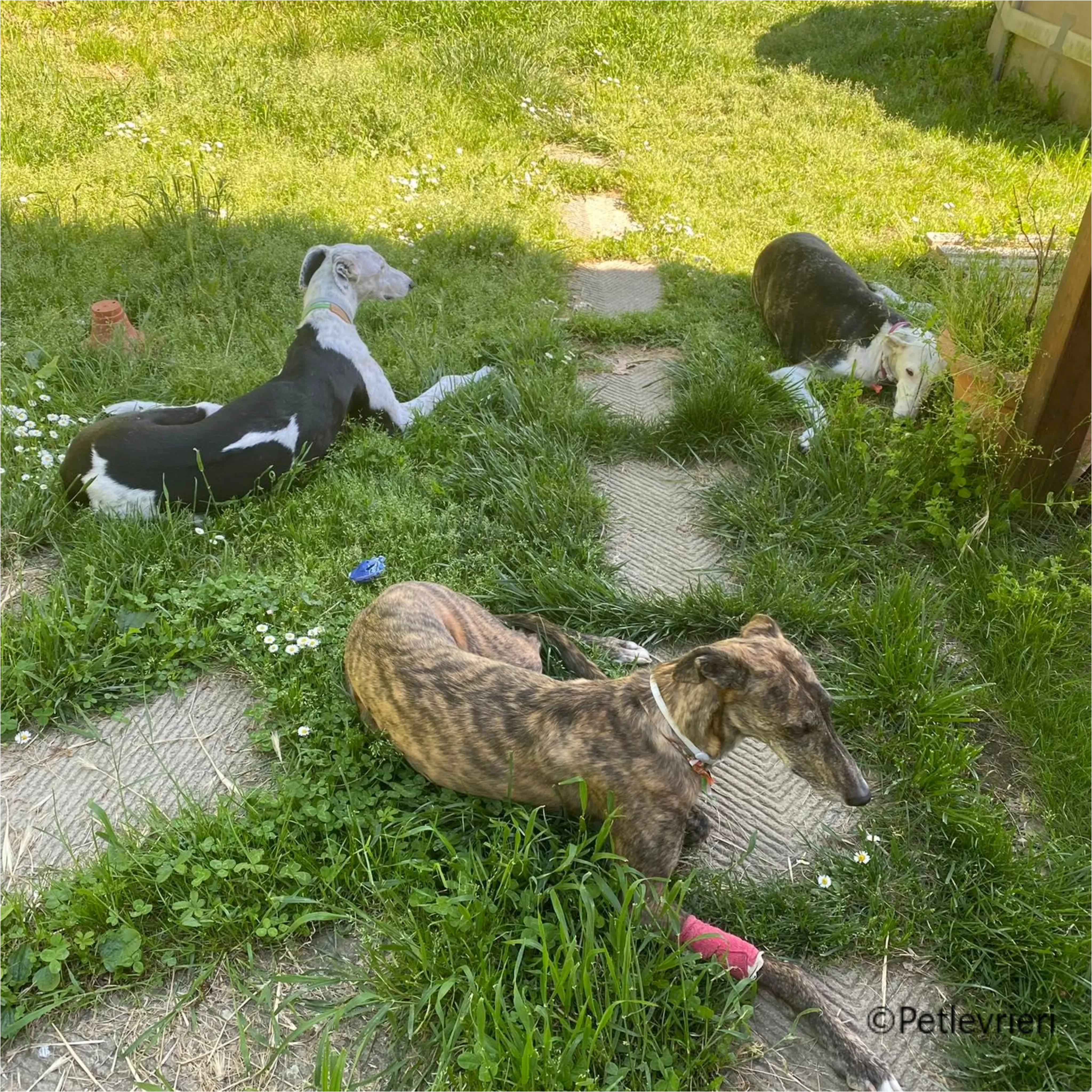 Wonka felici a casa pet levrieri 8