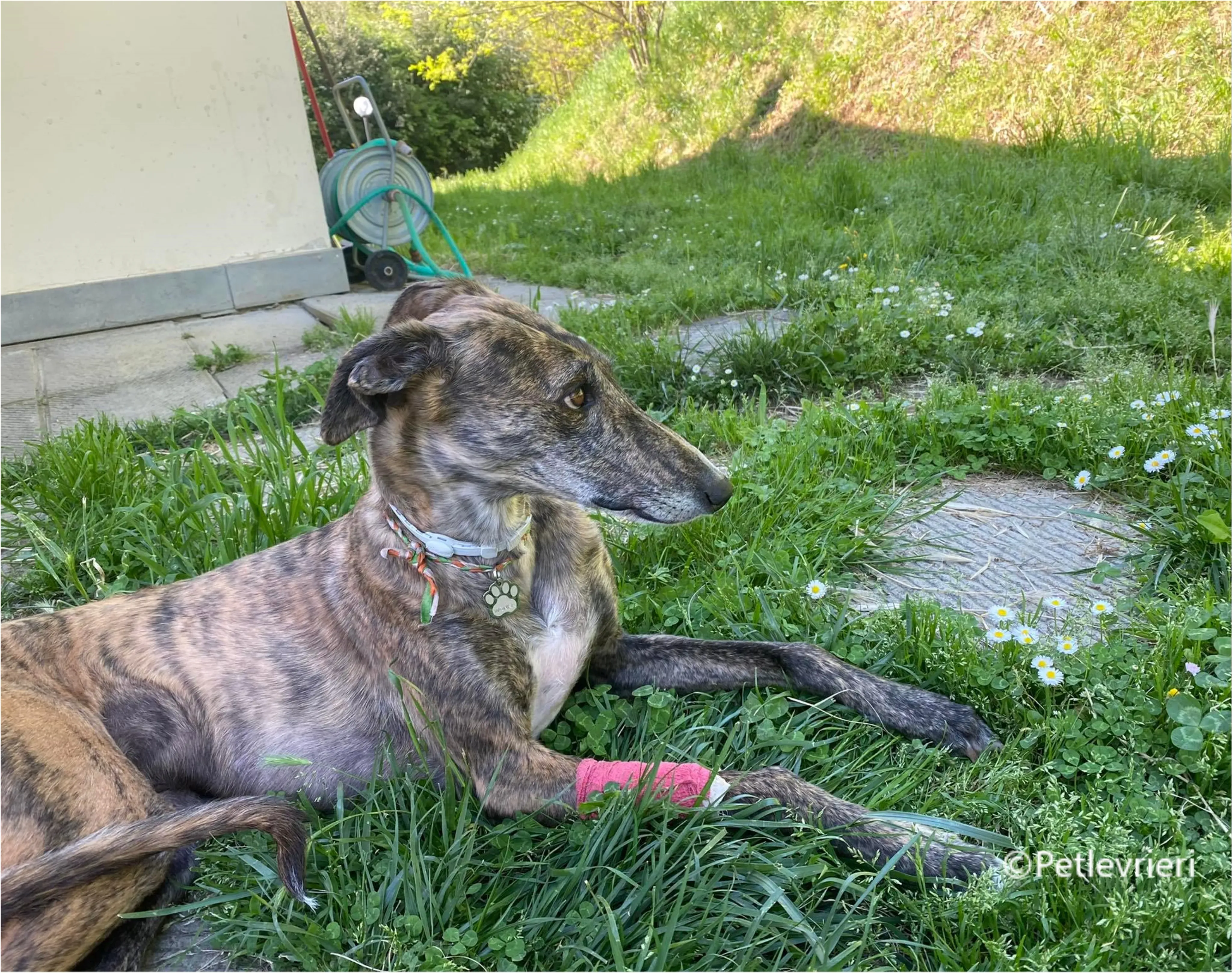 Wonka felici a casa pet levrieri 9