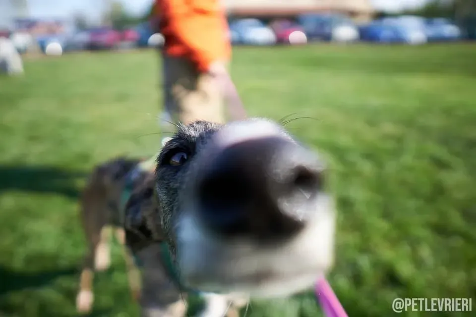Wonka galgo adozionelevrieri foster firstday 1
