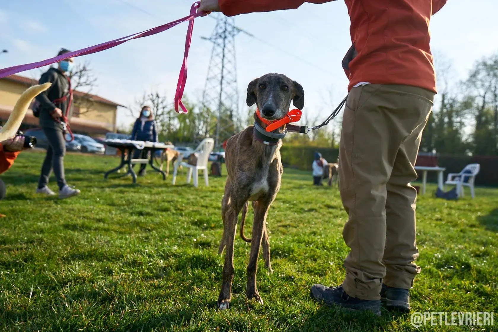 Wonka galgo adozionelevrieri foster firstday 2