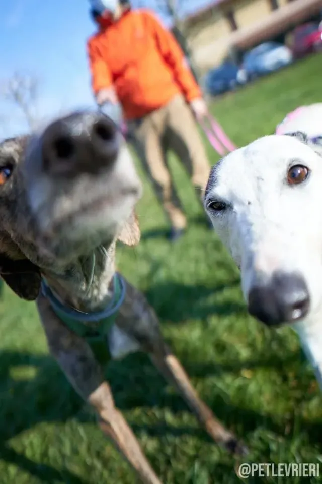 Wonka galgo adozionelevrieri foster firstday 3
