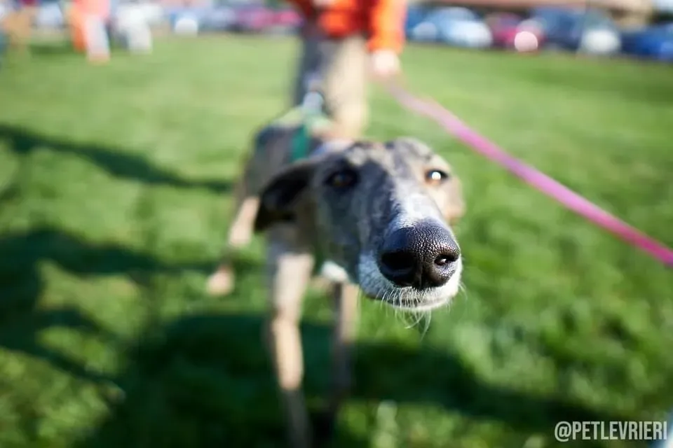Wonka galgo adozionelevrieri foster firstday 4