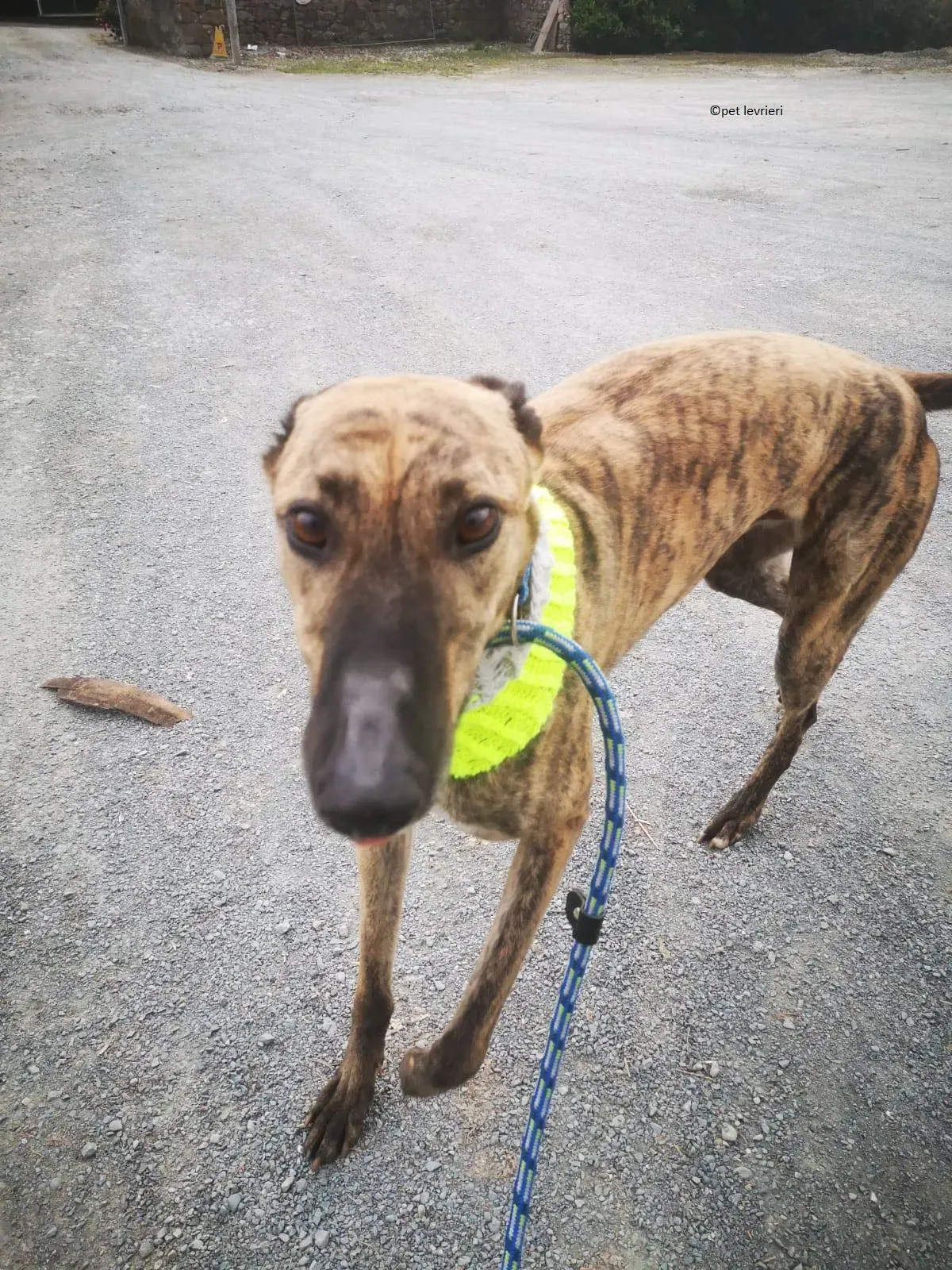 Wood levriero adozione greyhound1