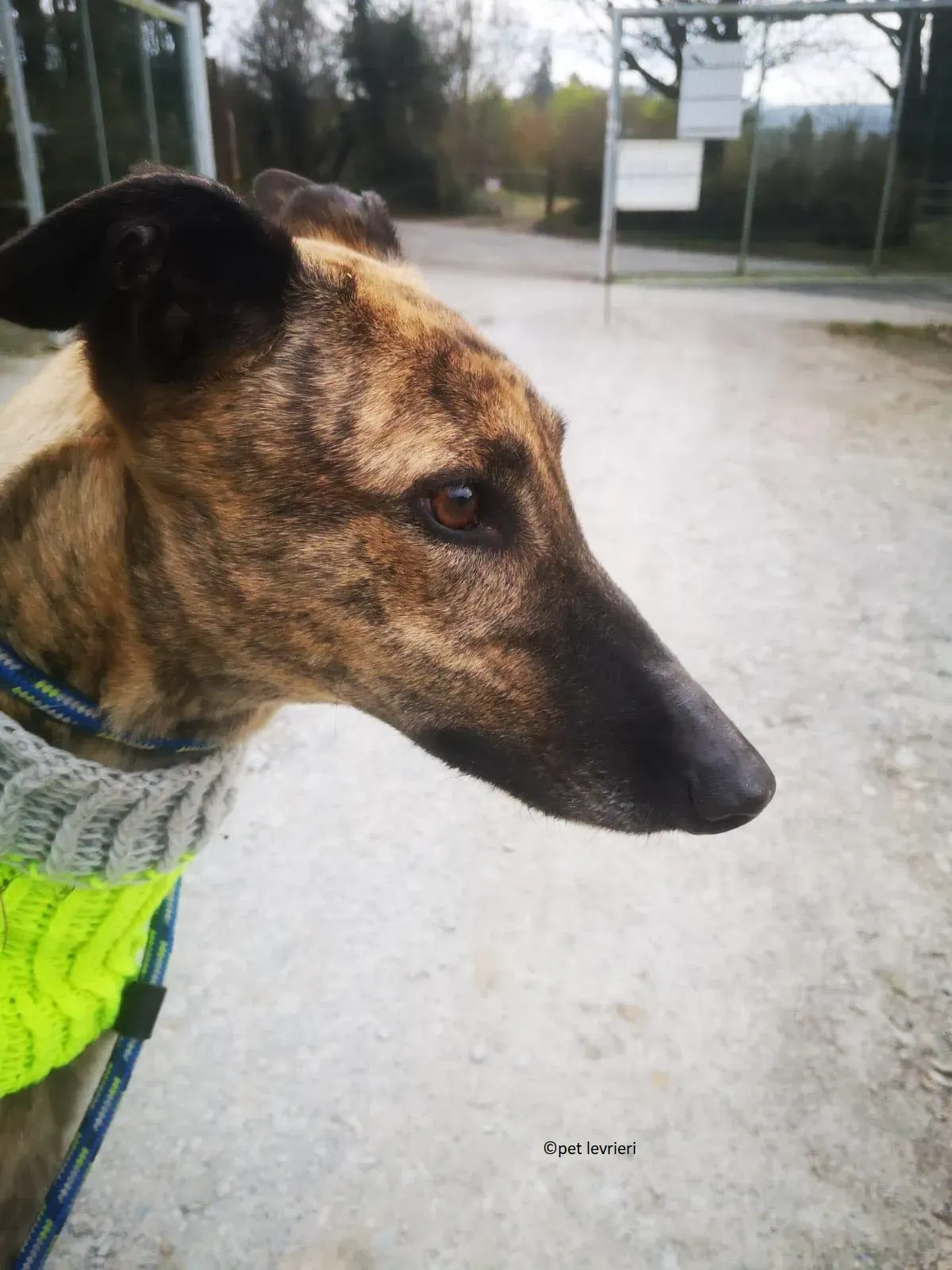 Wood levriero adozione greyhound10