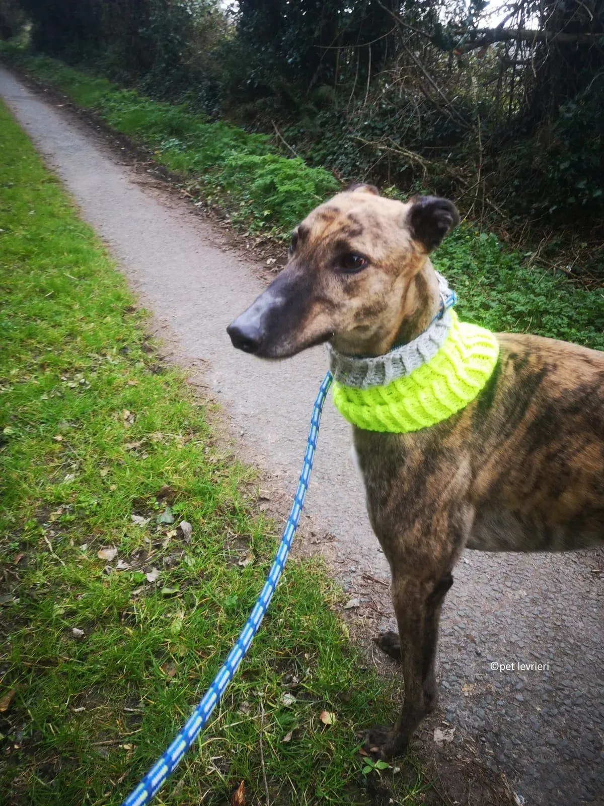 Wood levriero adozione greyhound11