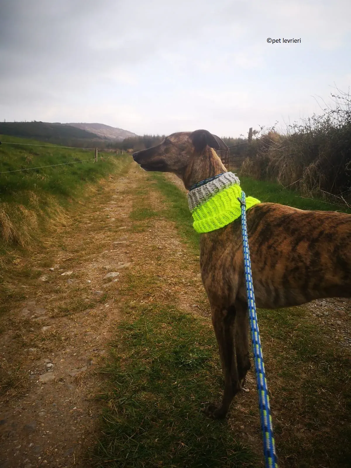 Wood levriero adozione greyhound12