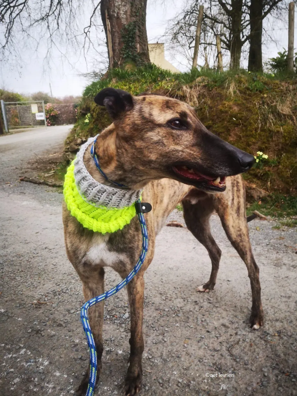 Wood levriero adozione greyhound2 1