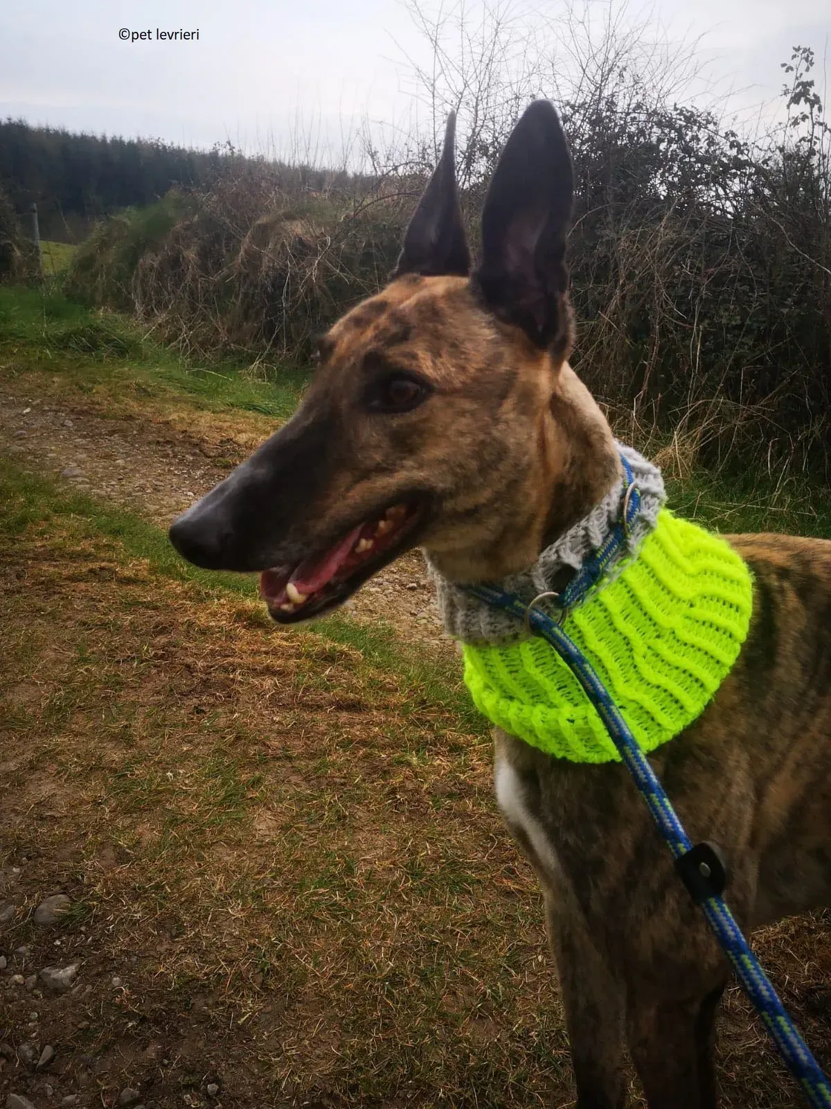 Wood levriero adozione greyhound3 1