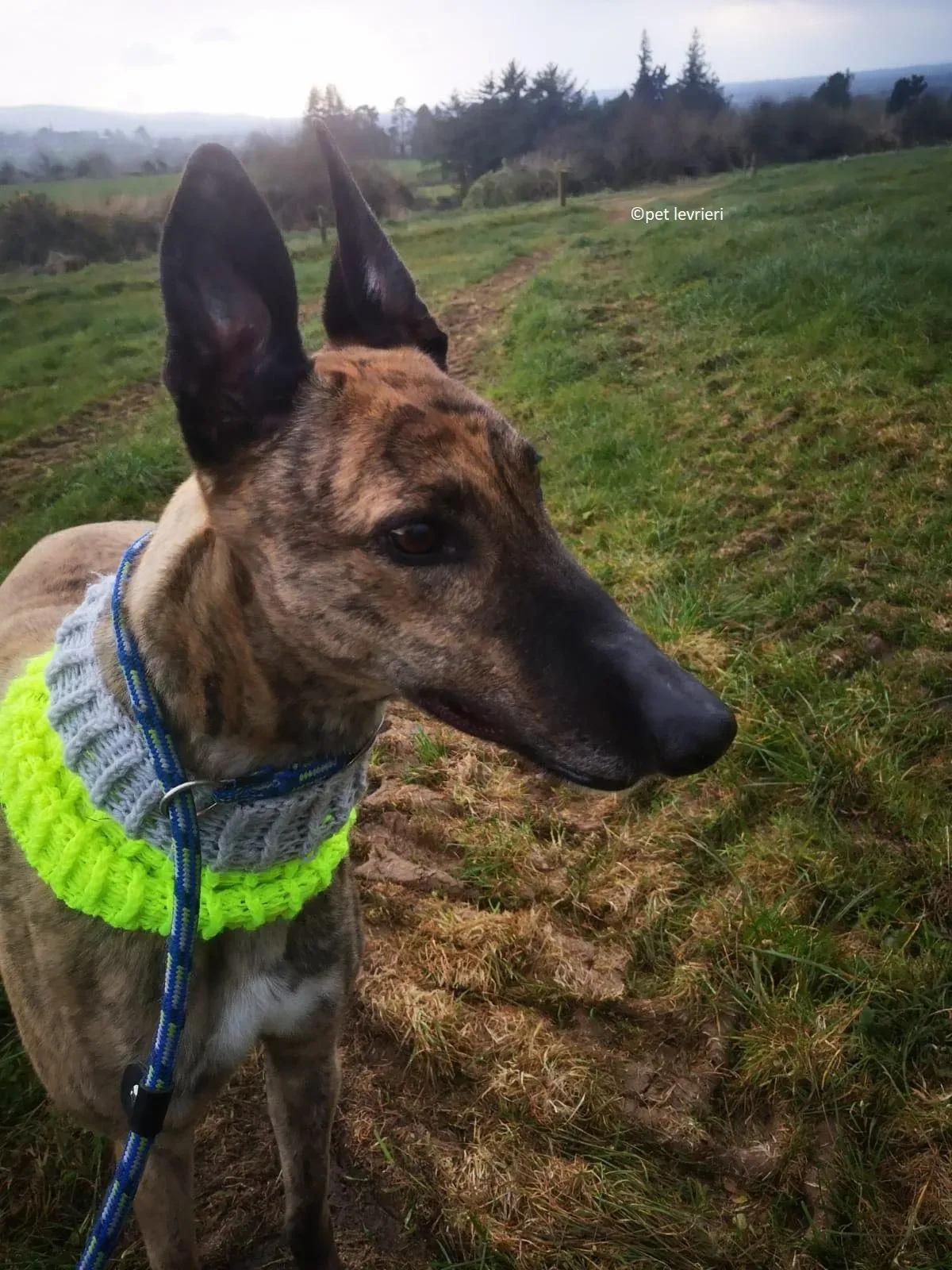 Wood levriero adozione greyhound4 1