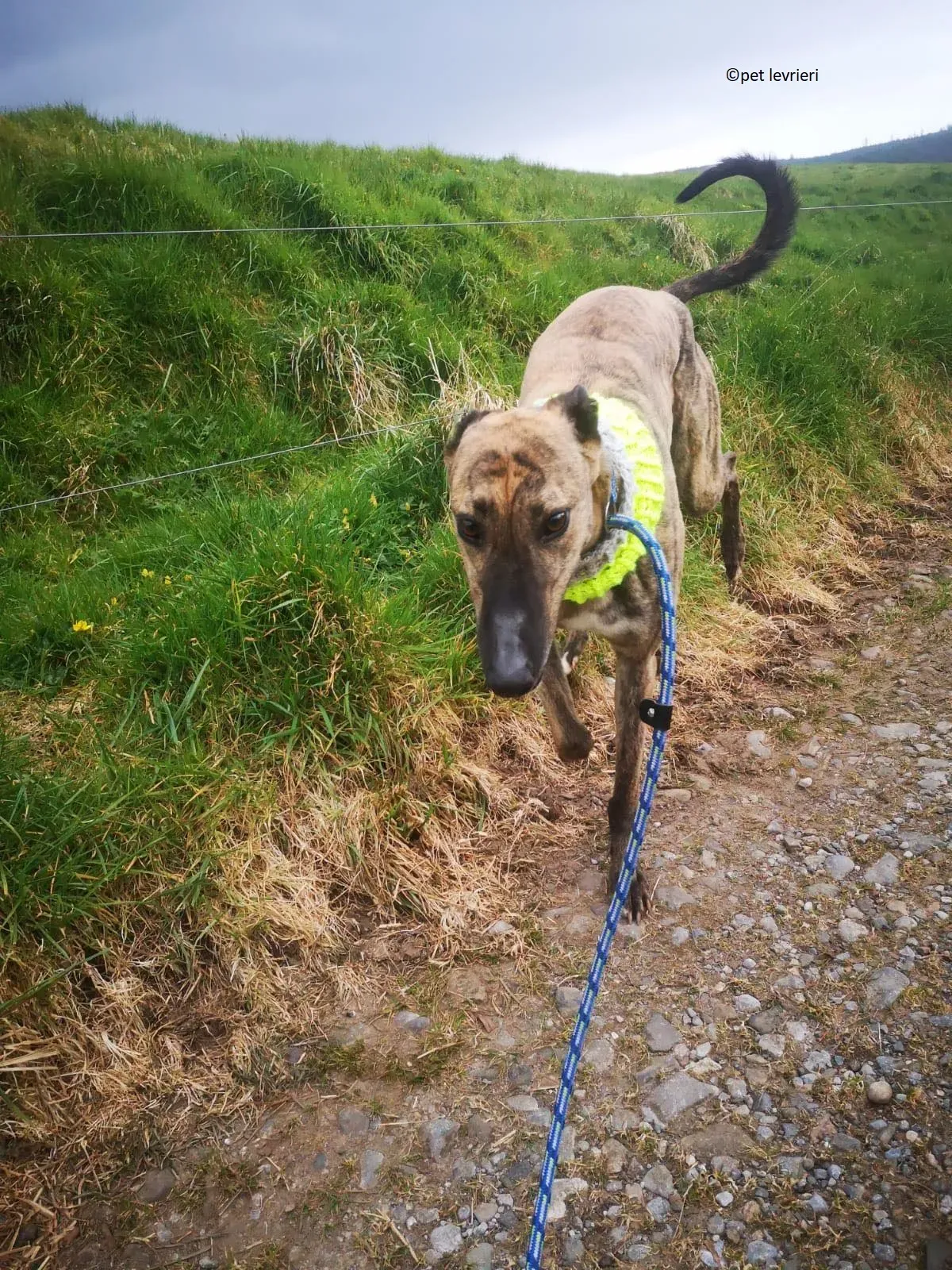 Wood levriero adozione greyhound5