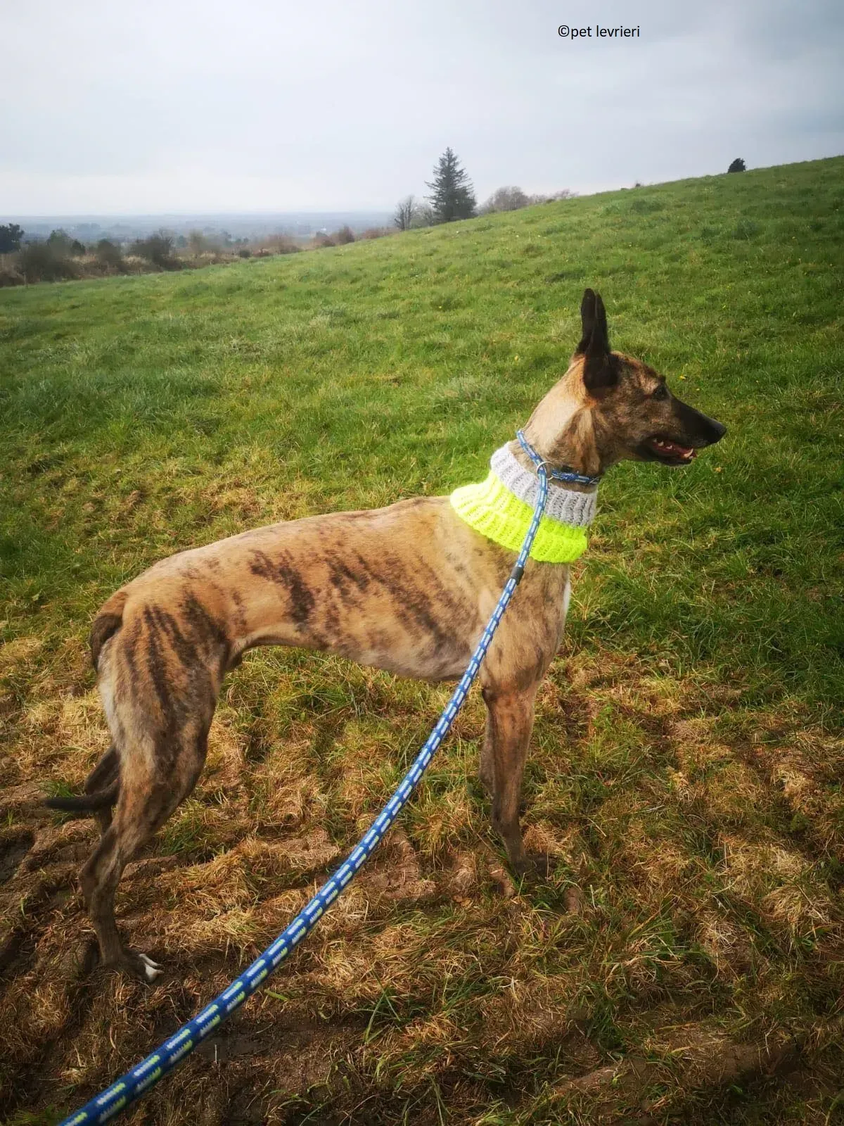 Wood levriero adozione greyhound6