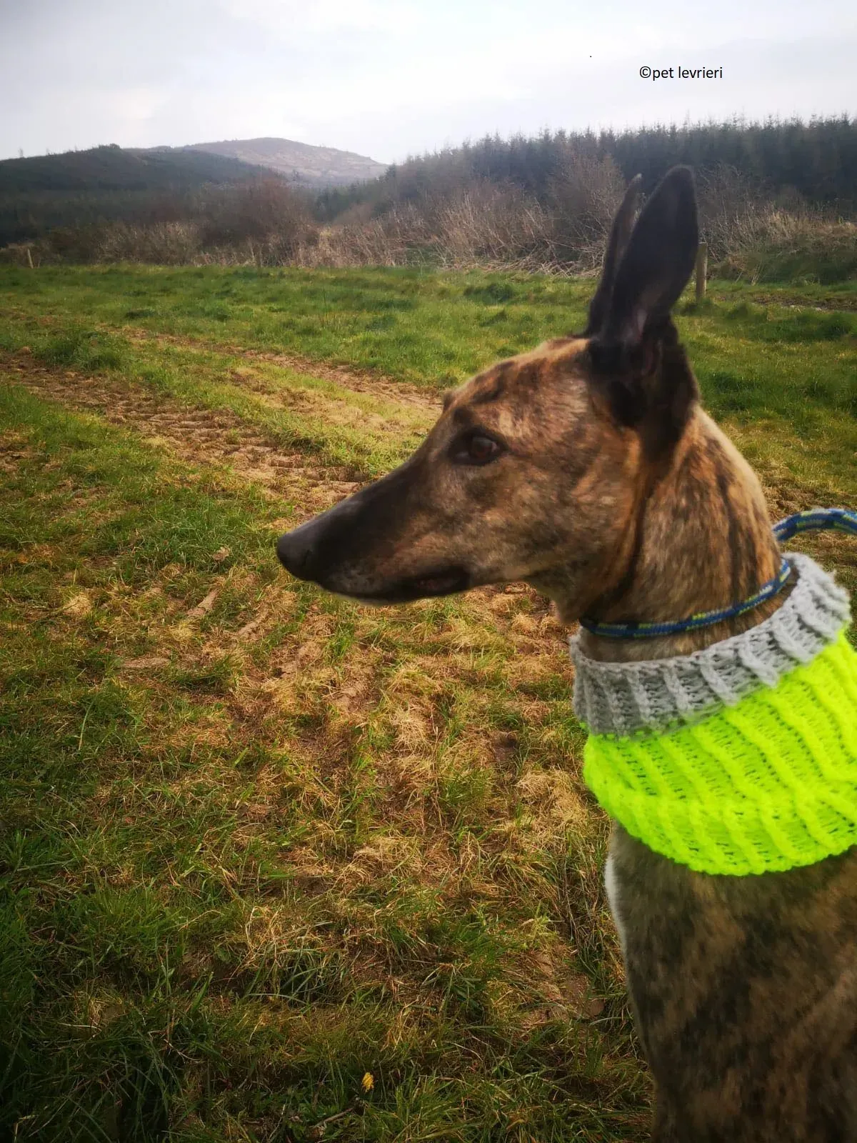 Wood levriero adozione greyhound7