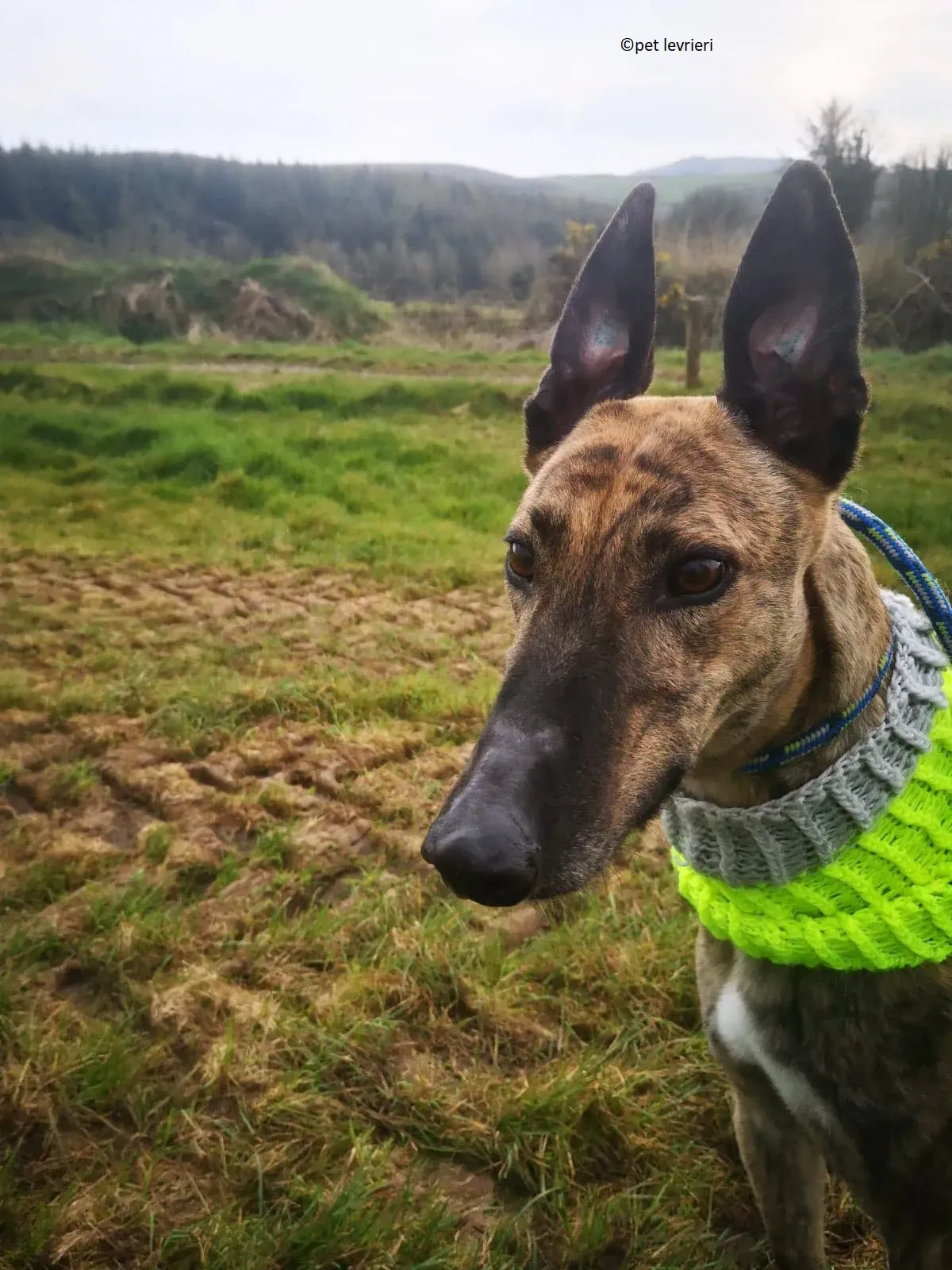 Wood levriero adozione greyhound8