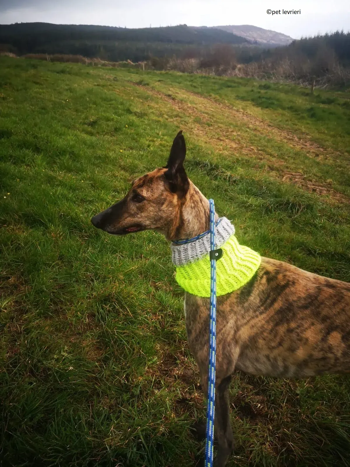 Wood levriero adozione greyhound9