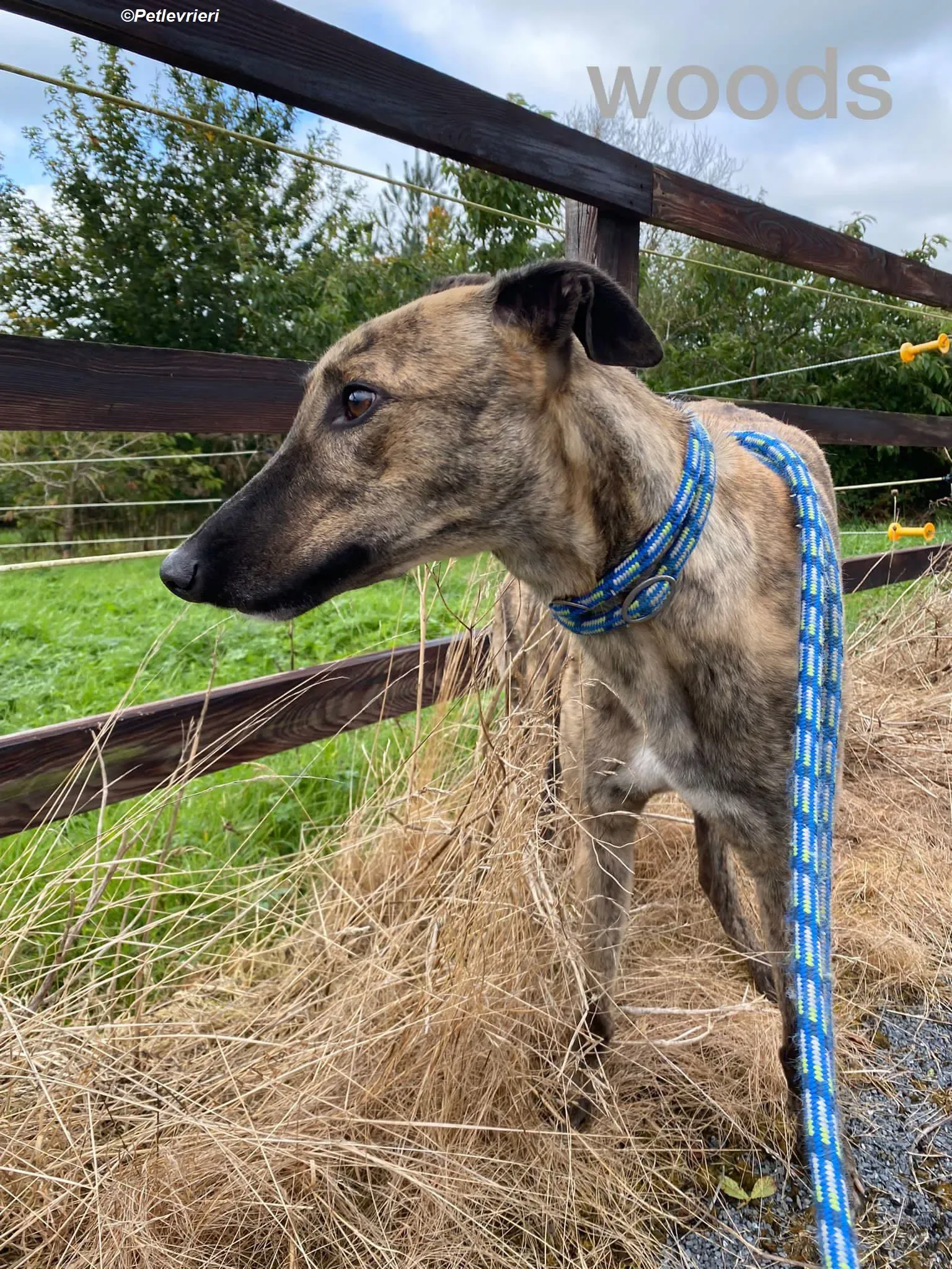 Woods adozione levrieri greyhound 1