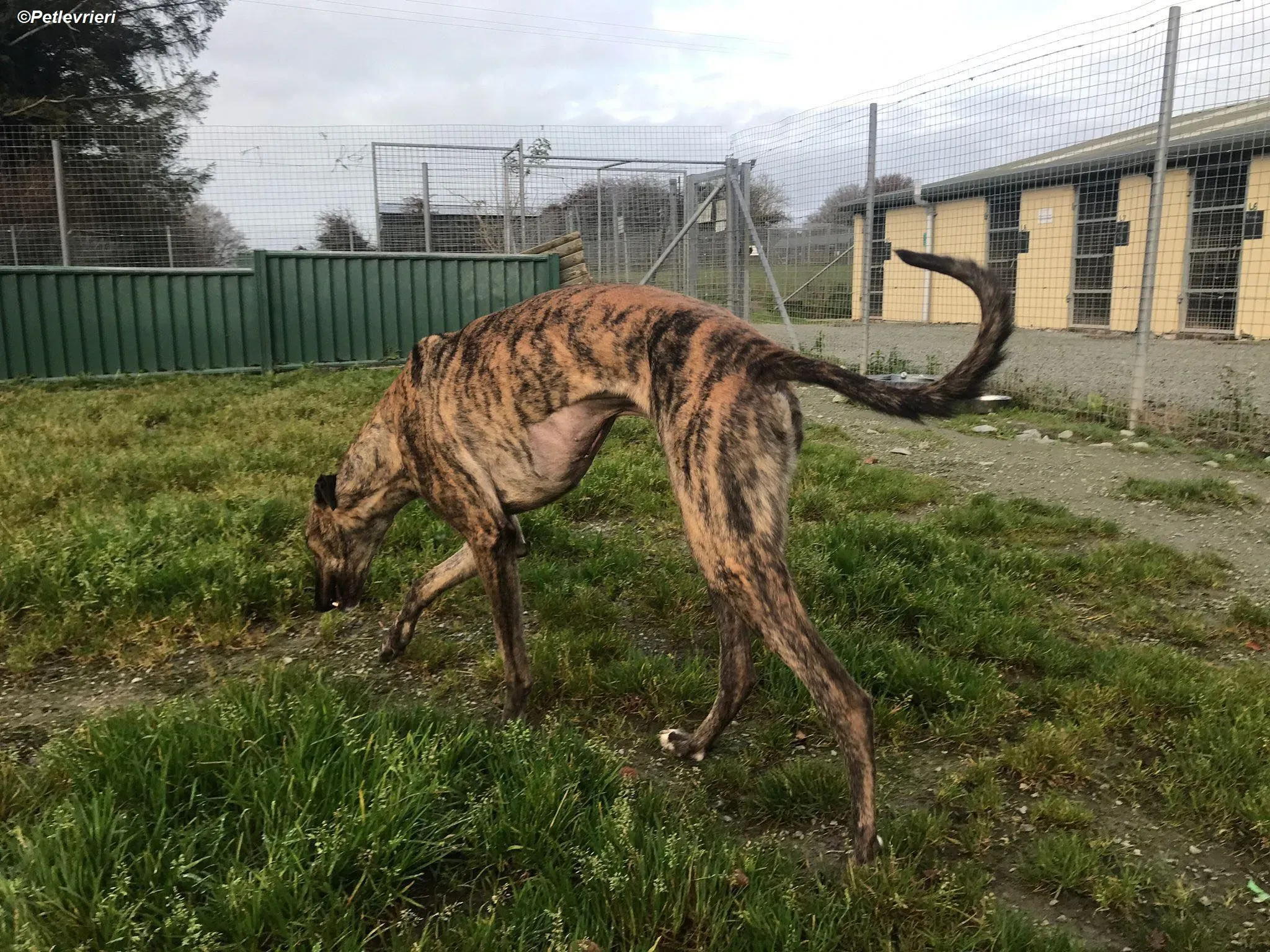 Woods adozione levrieri greyhound 10