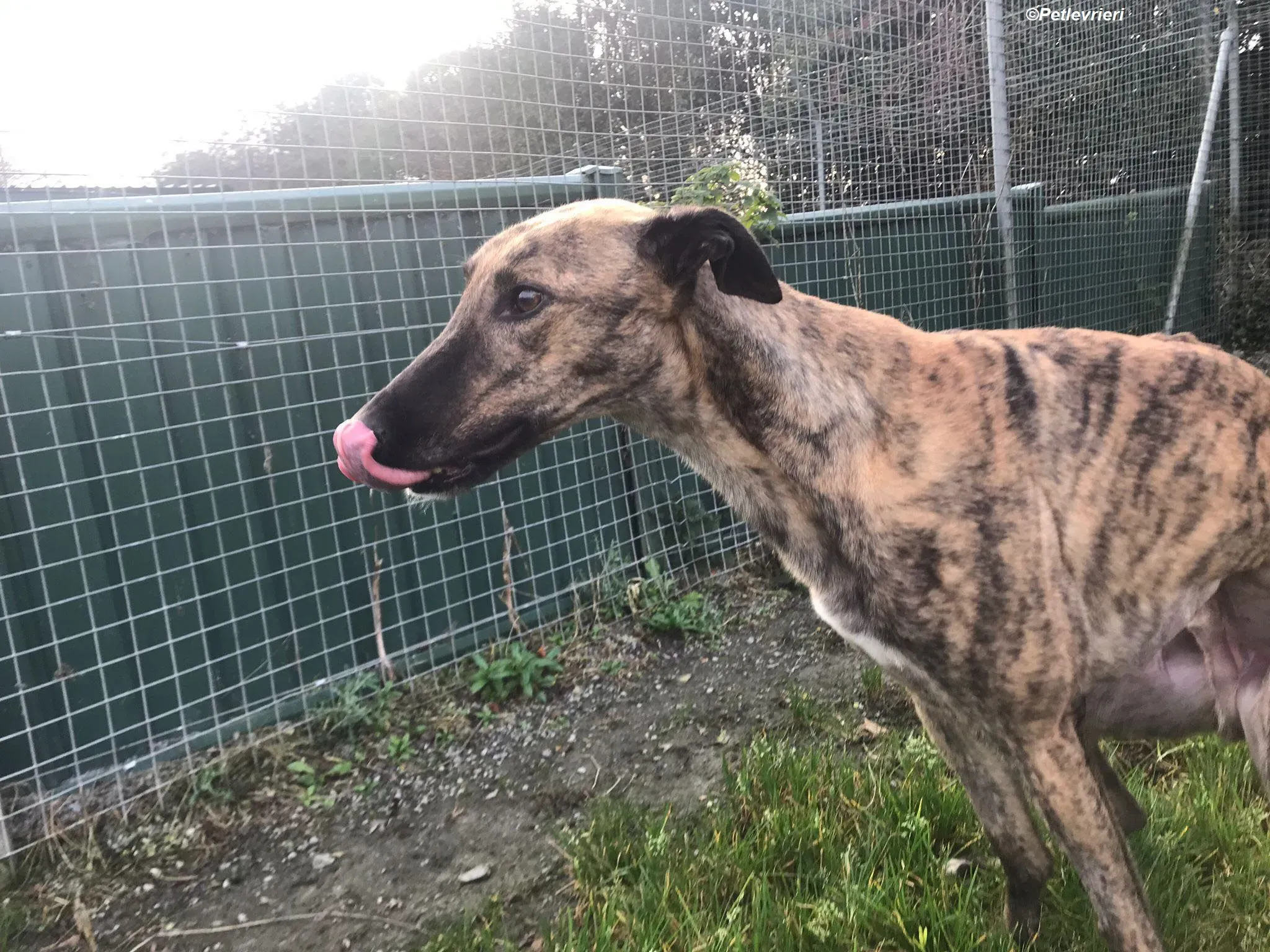 Woods adozione levrieri greyhound 11