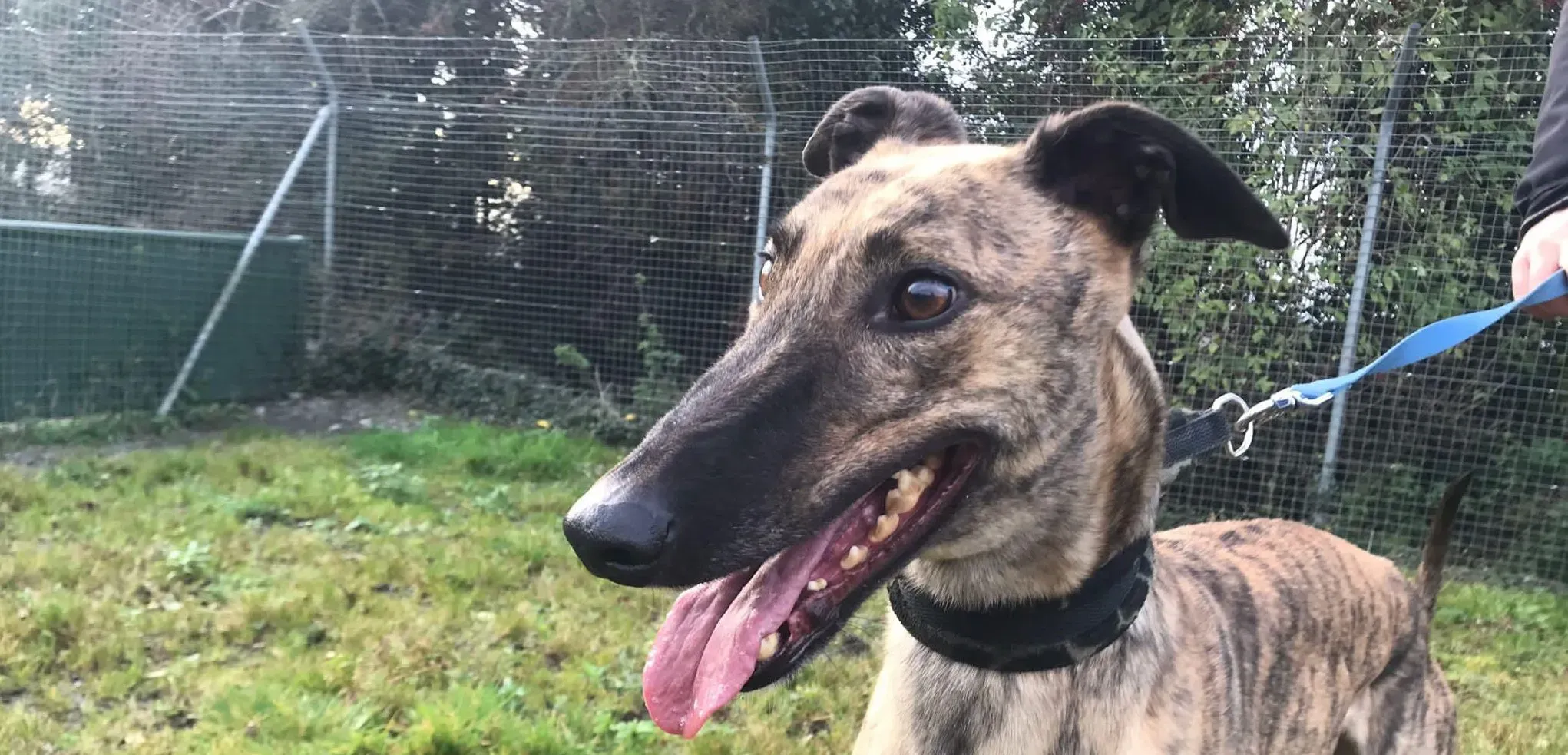 Woods adozione levrieri greyhound 12 e1641204791926