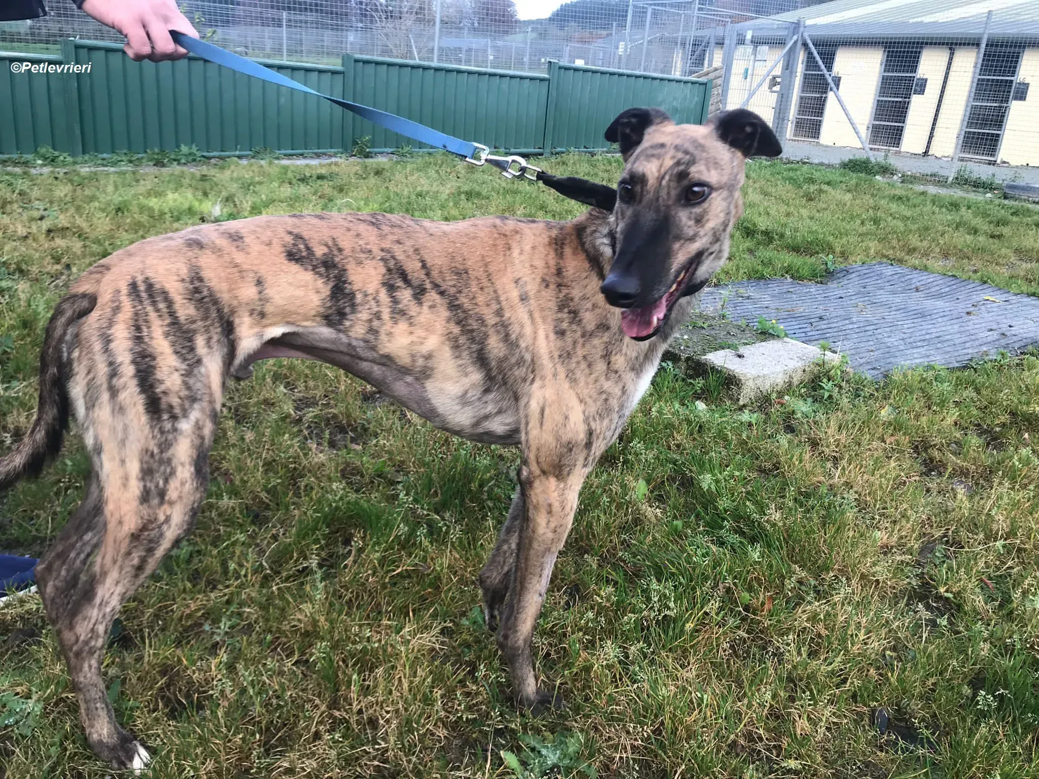 Woods adozione levrieri greyhound 13 1