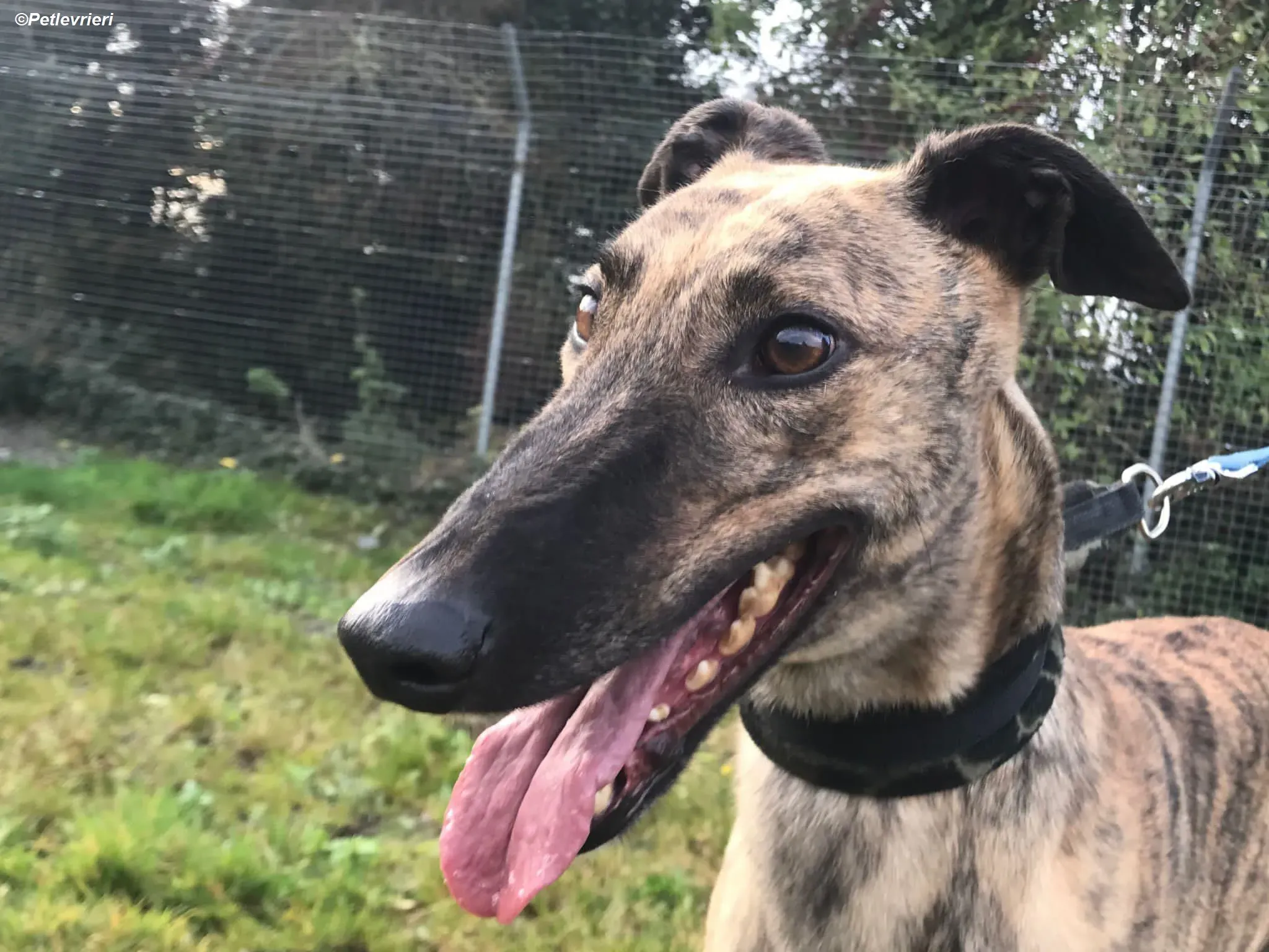 Woods adozione levrieri greyhound 14