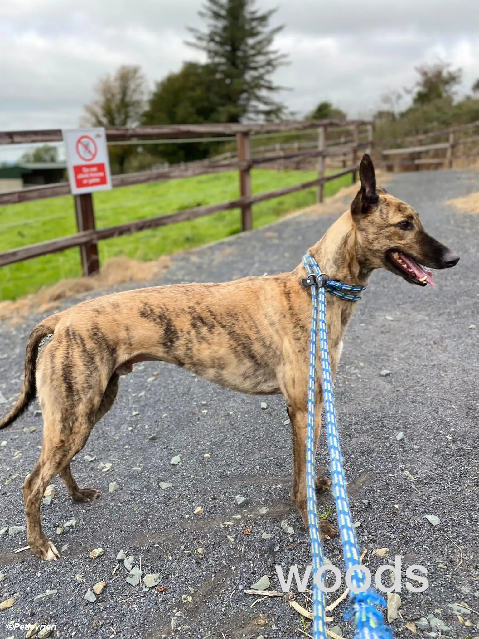 Woods adozione levrieri greyhound 2