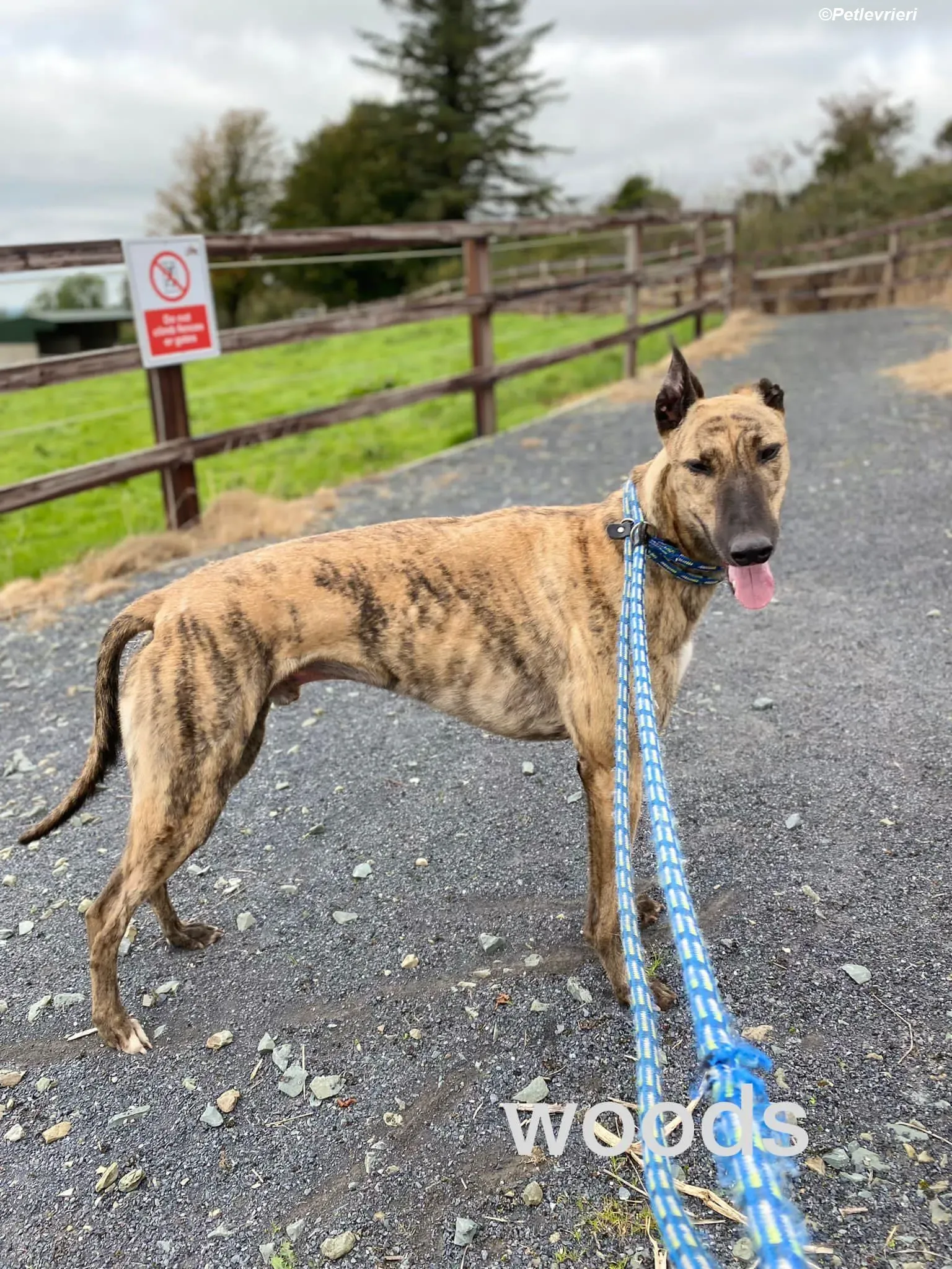 Woods adozione levrieri greyhound 3