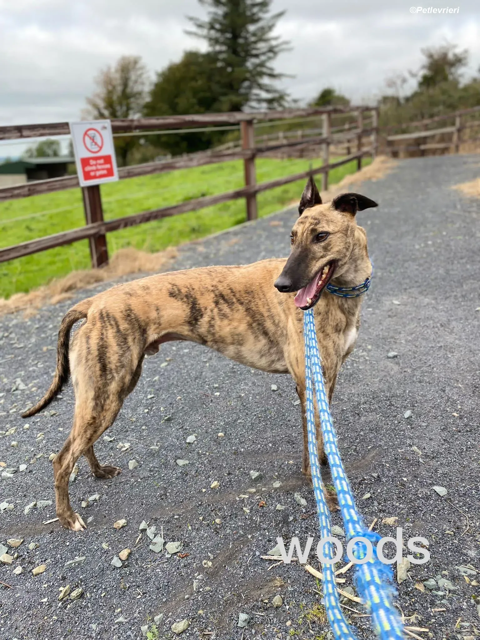 Woods adozione levrieri greyhound 4