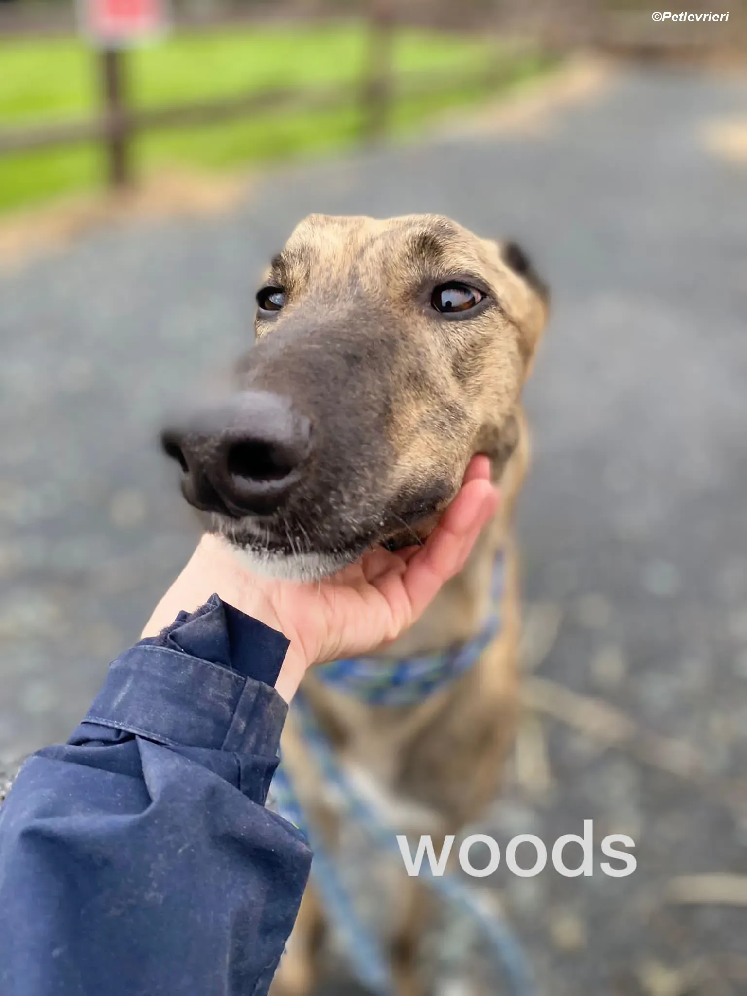 Woods adozione levrieri greyhound 5