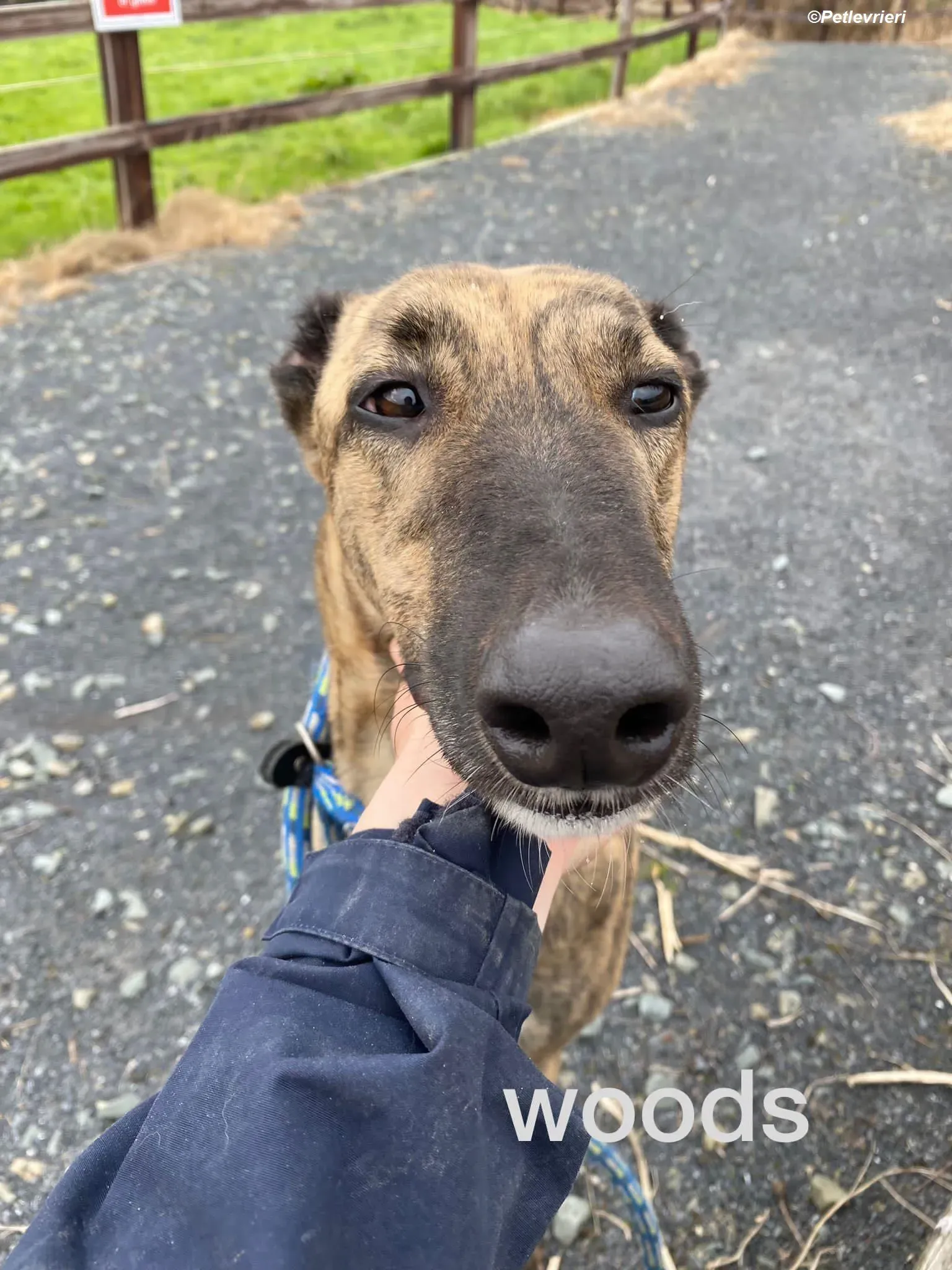 Woods adozione levrieri greyhound 7