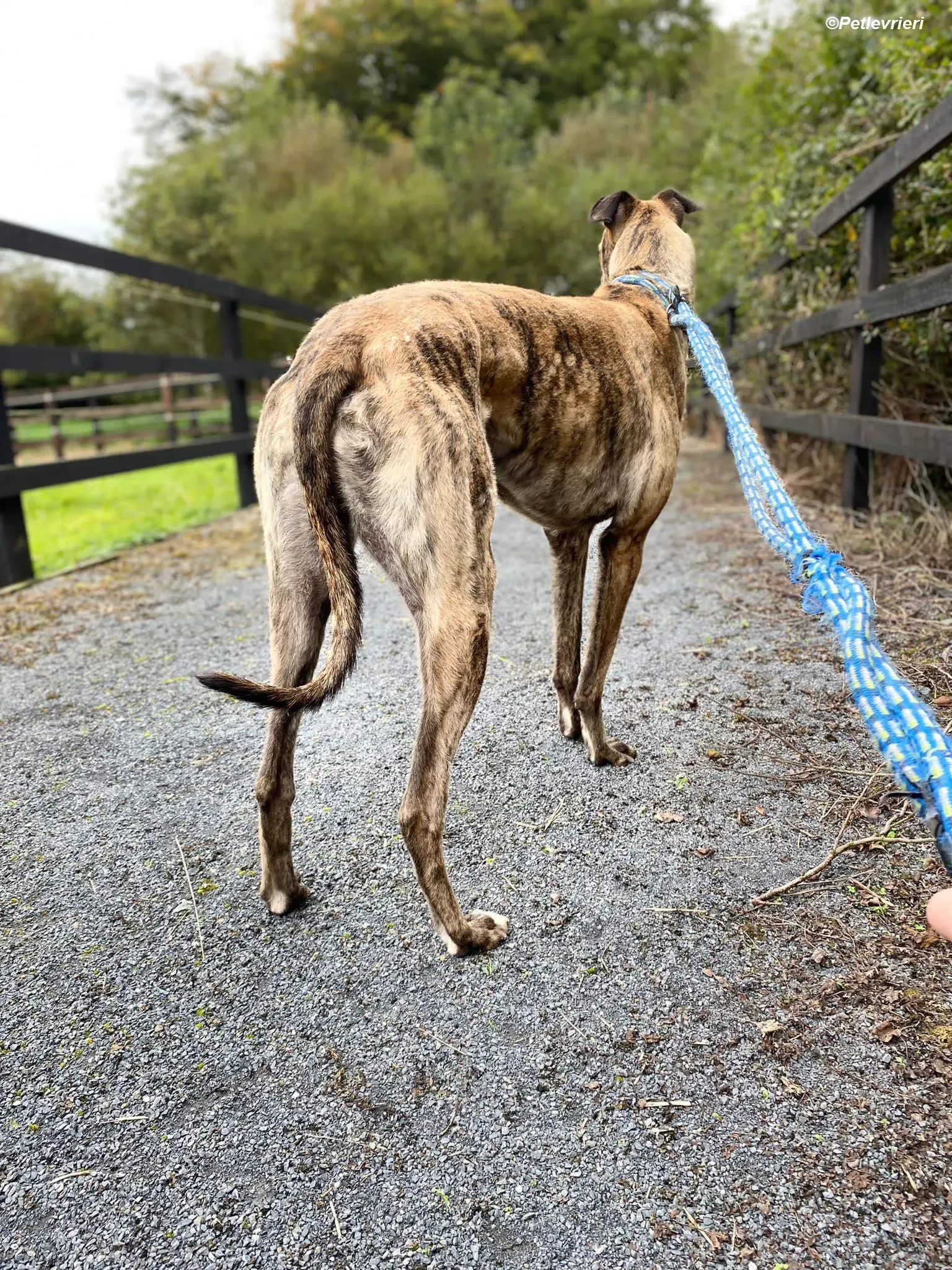 Woods adozione levrieri greyhound 8