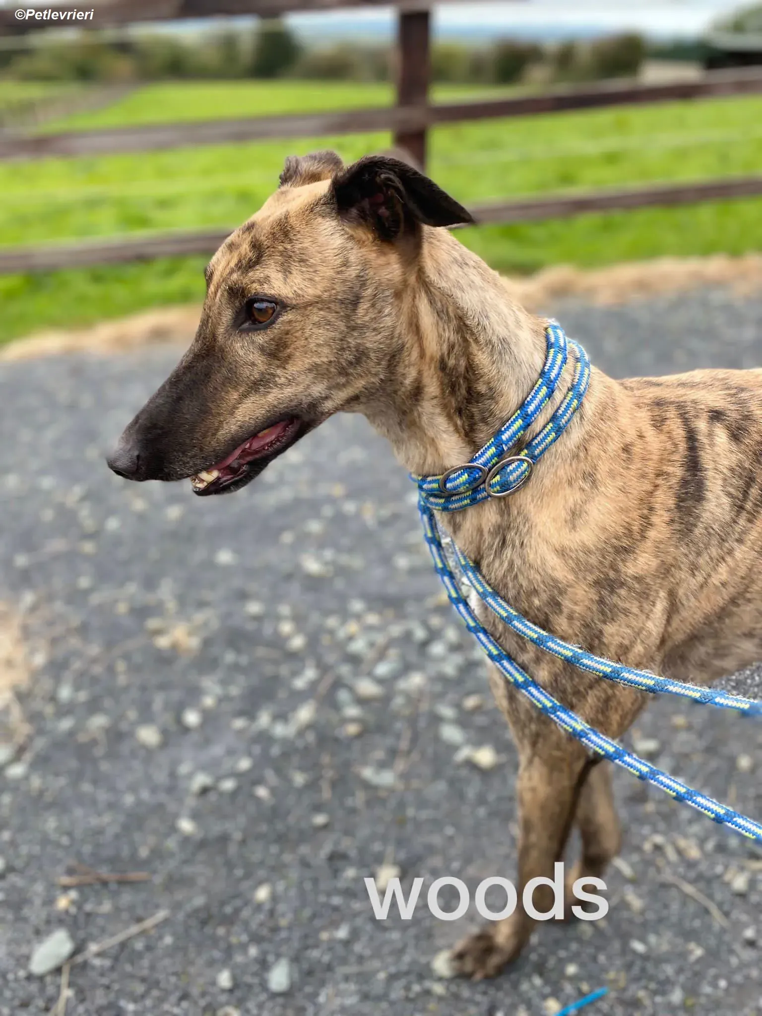 Woods adozione levrieri greyhound 9