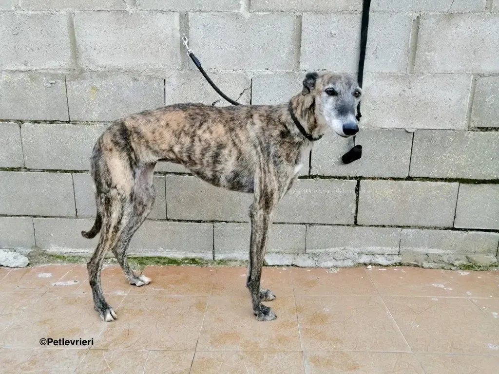 Xenia chip1924 adozione levrieri galgo 1 2