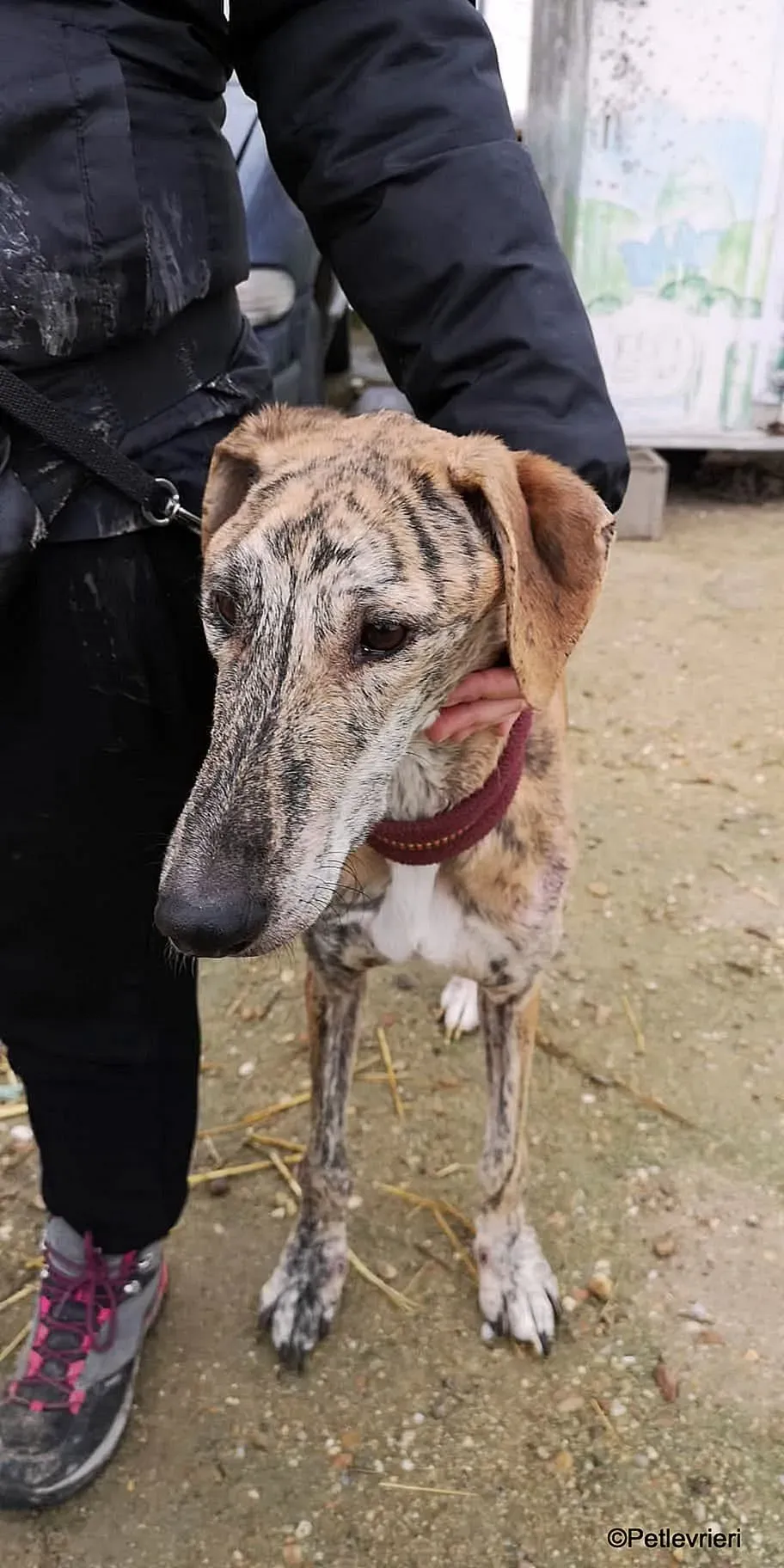 Yago adozione levrieri galgo 02